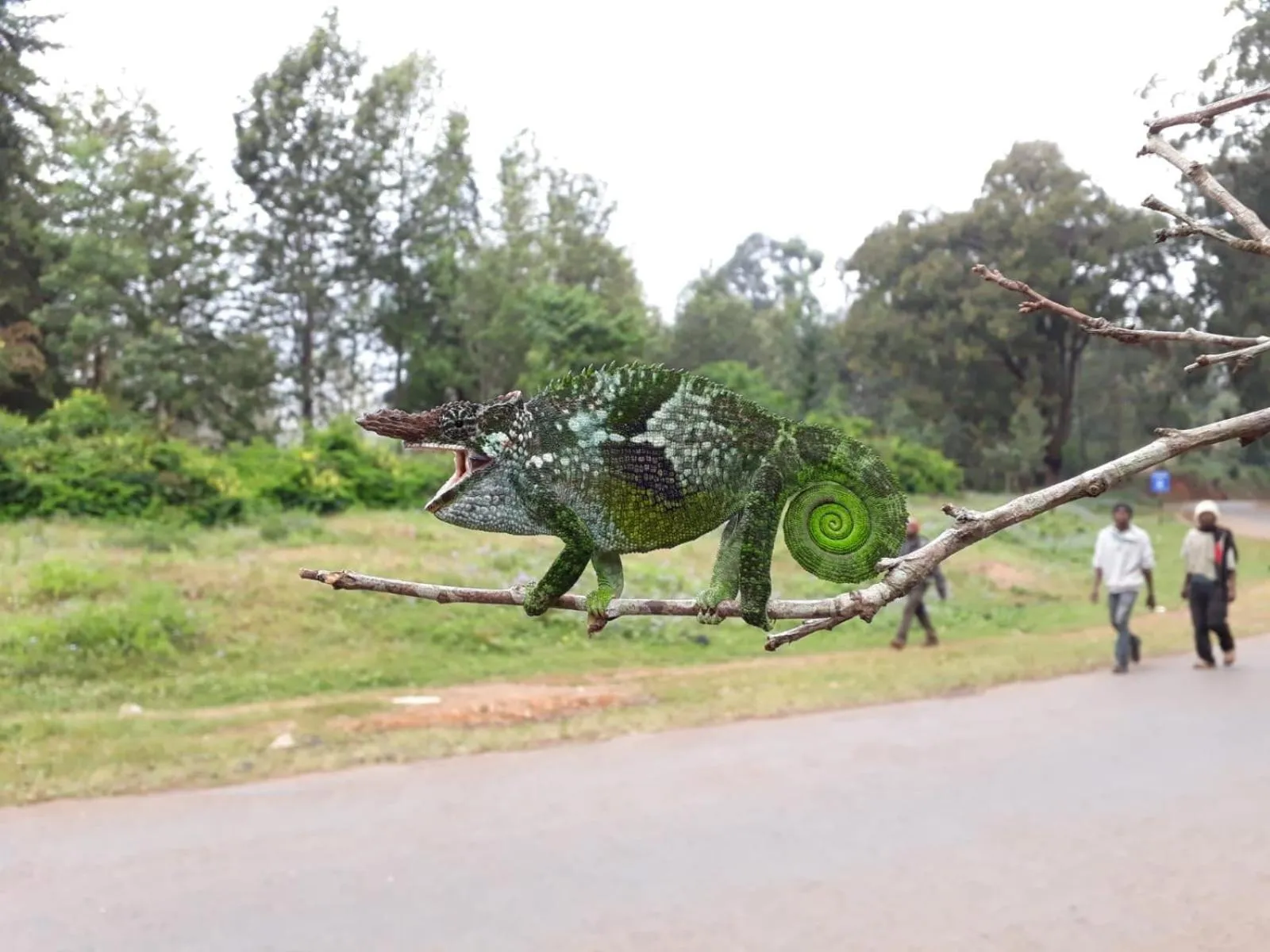 Off site in LUSHOTO EXECUTIVE LODGE