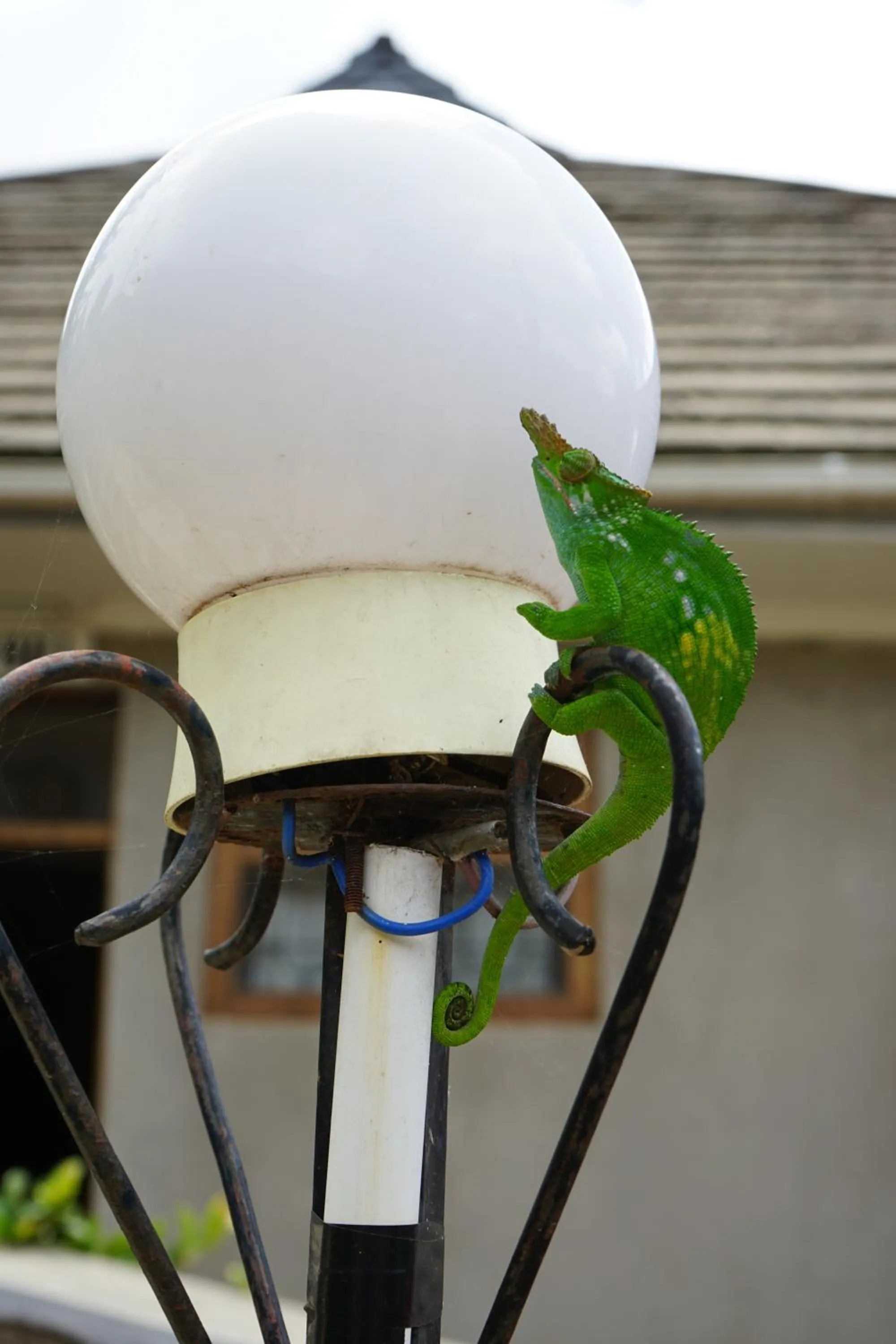 Animals in LUSHOTO EXECUTIVE LODGE