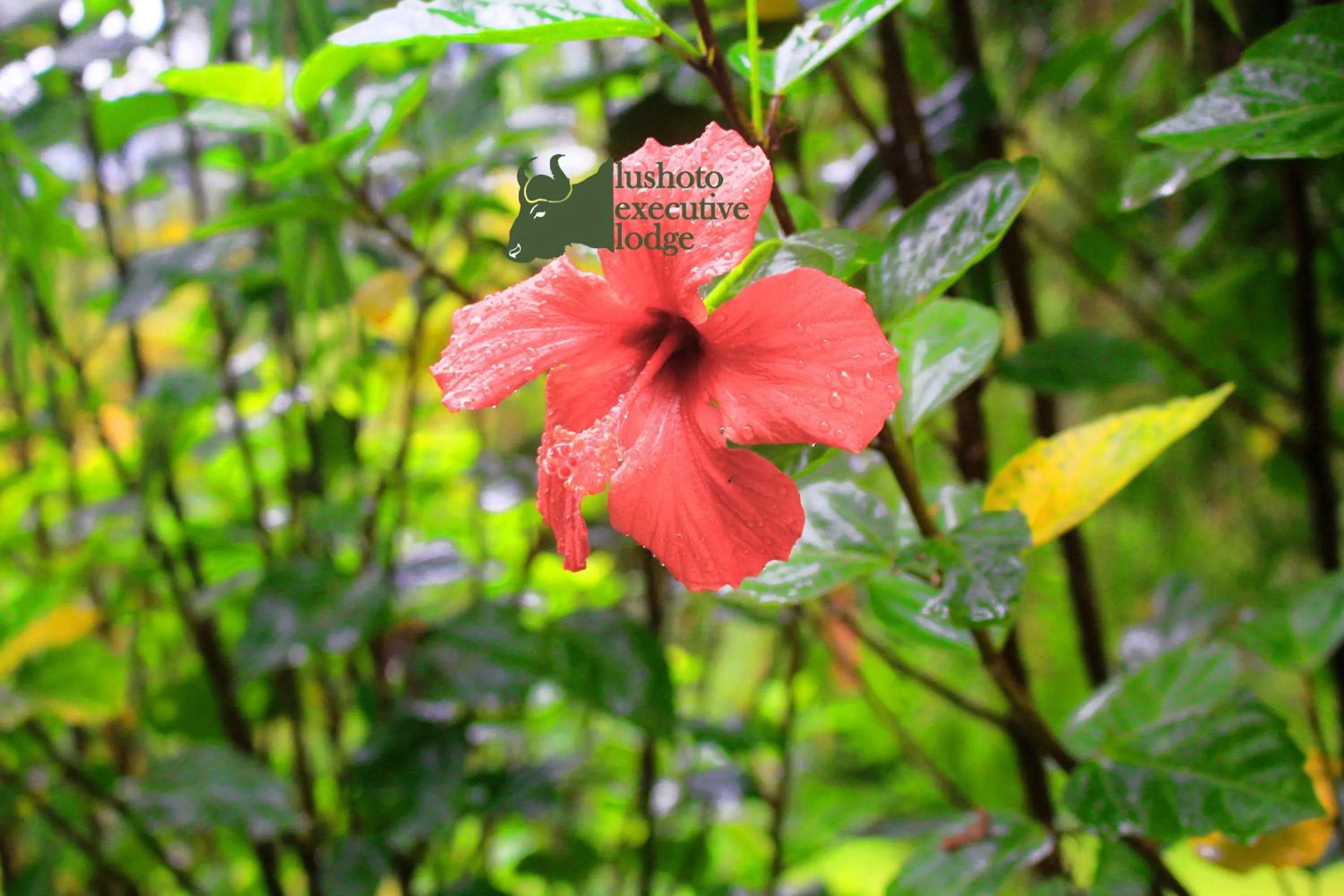 Natural landscape in LUSHOTO EXECUTIVE LODGE