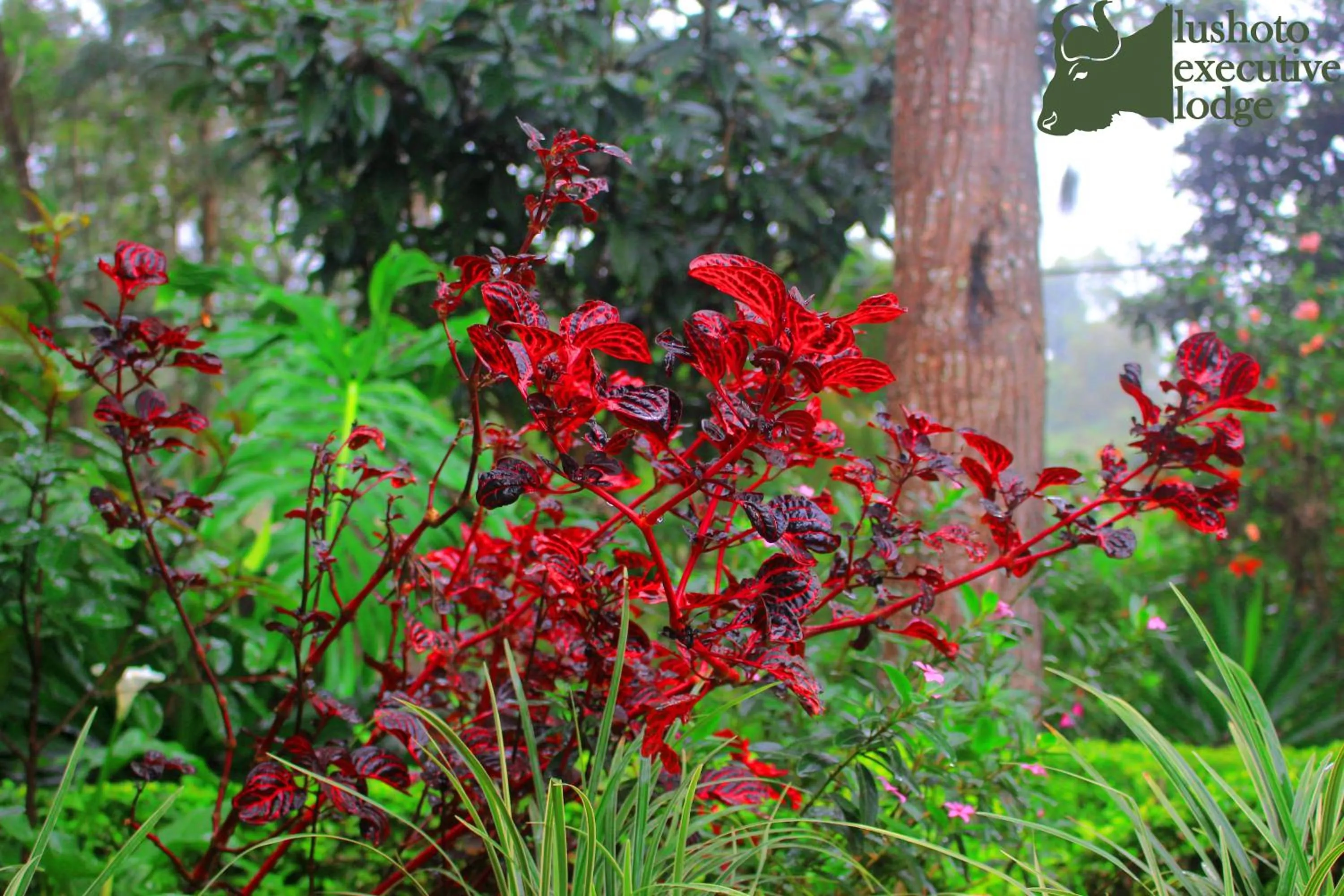 Natural landscape in LUSHOTO EXECUTIVE LODGE