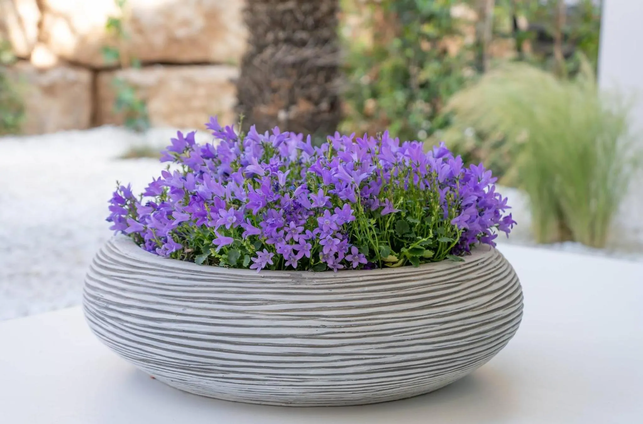 Garden in Casa Bodhi Boutique Hotel & Spa