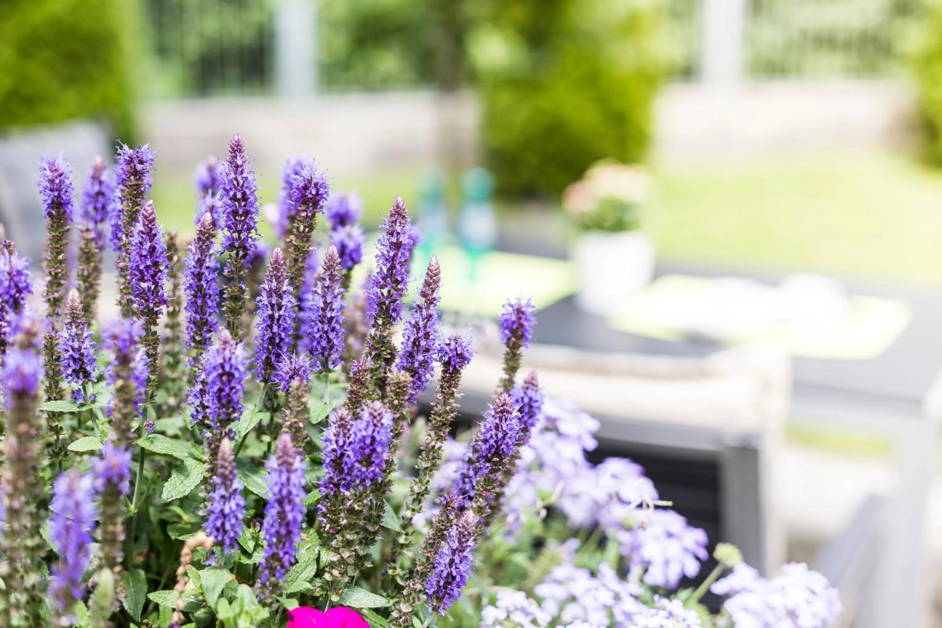 Garden in Hotel Villa Solln - free parking