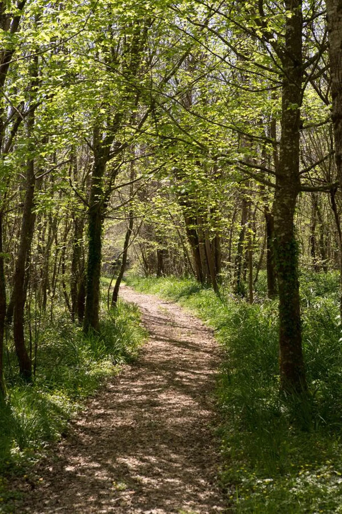 Natural landscape in Château de Bois Charmant