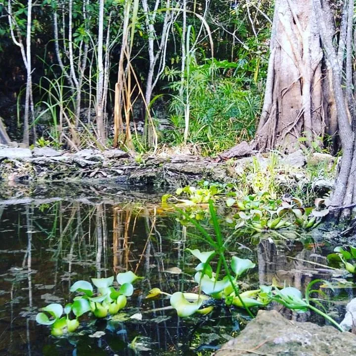 Natural landscape in Glamping Mama Loo mm