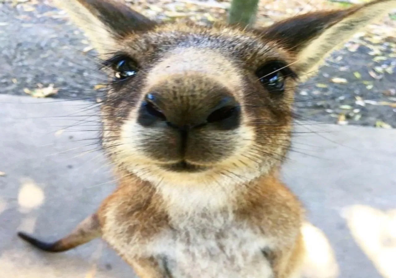 Animals in Huskisson Beach Motel