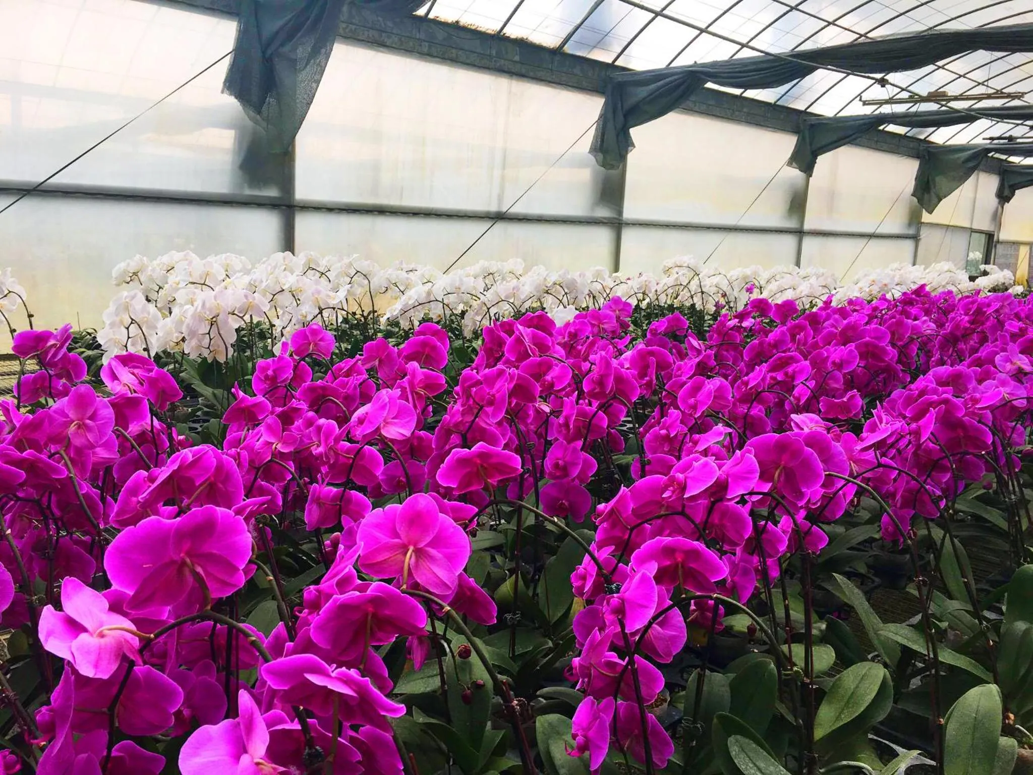 Activities in Forest Crest Nature Hotel and Resort Powered by ASTON