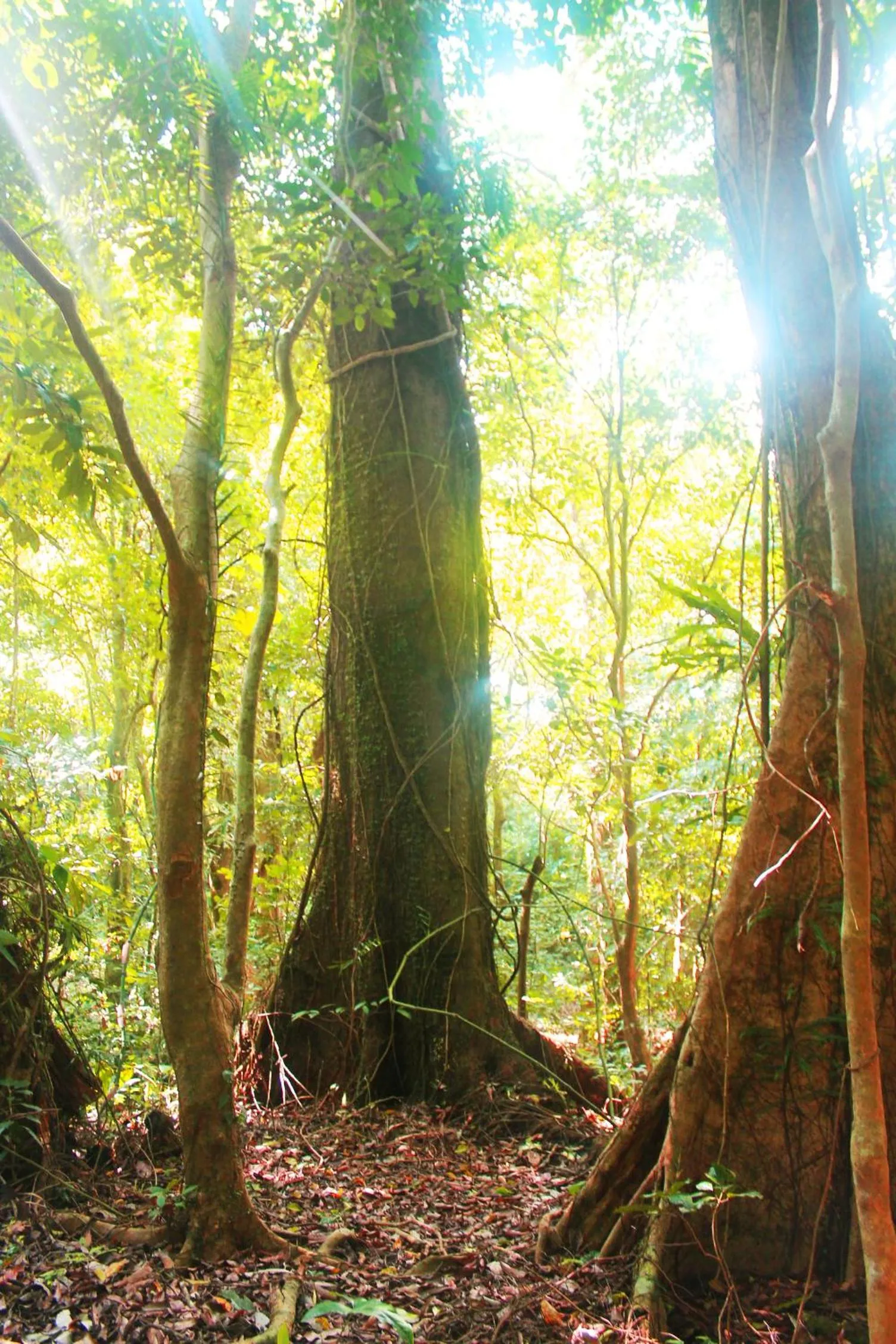 Hiking in Forest Crest Nature Hotel and Resort Powered by ASTON