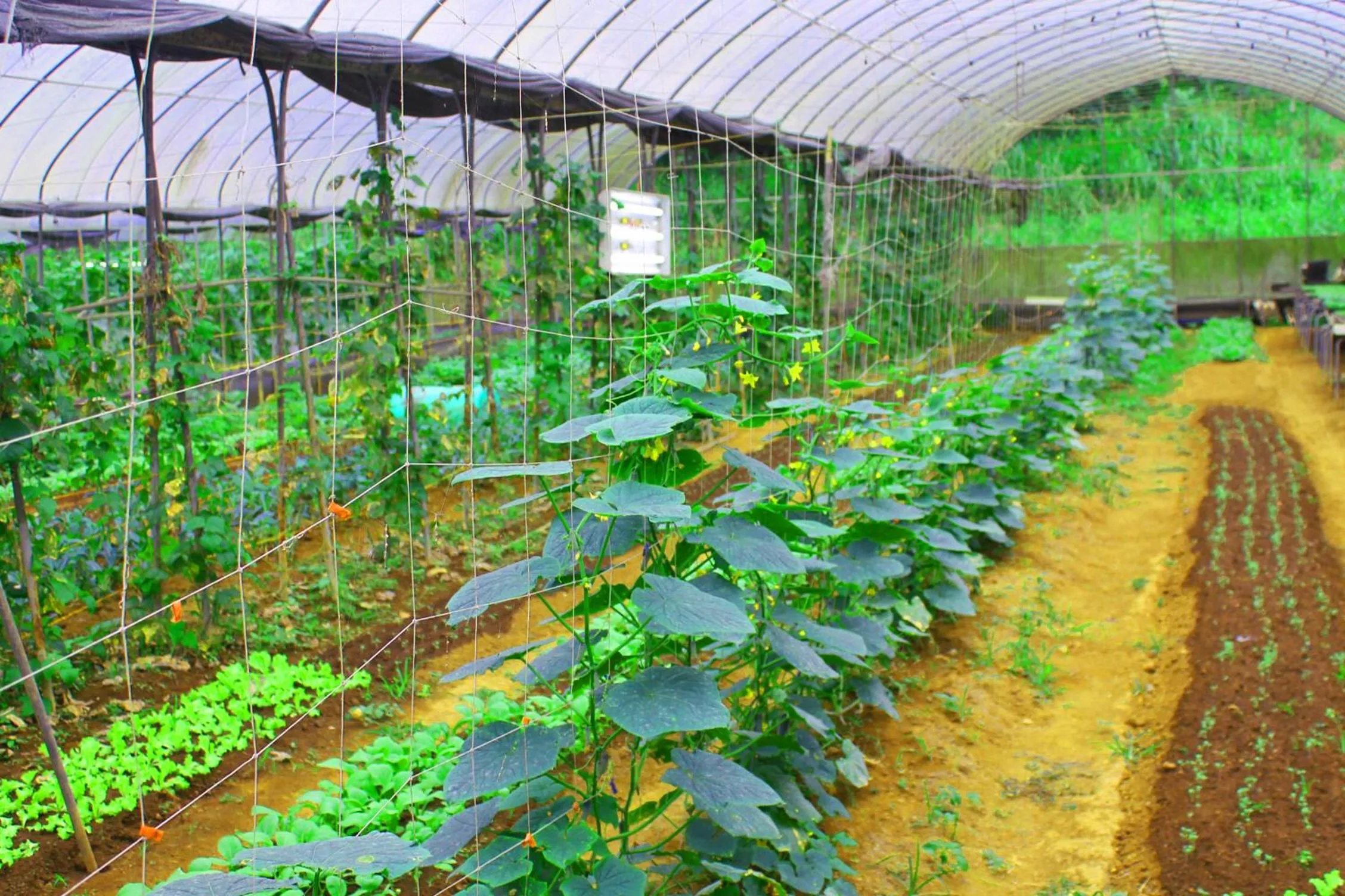 Activities in Forest Crest Nature Hotel and Resort Powered by ASTON