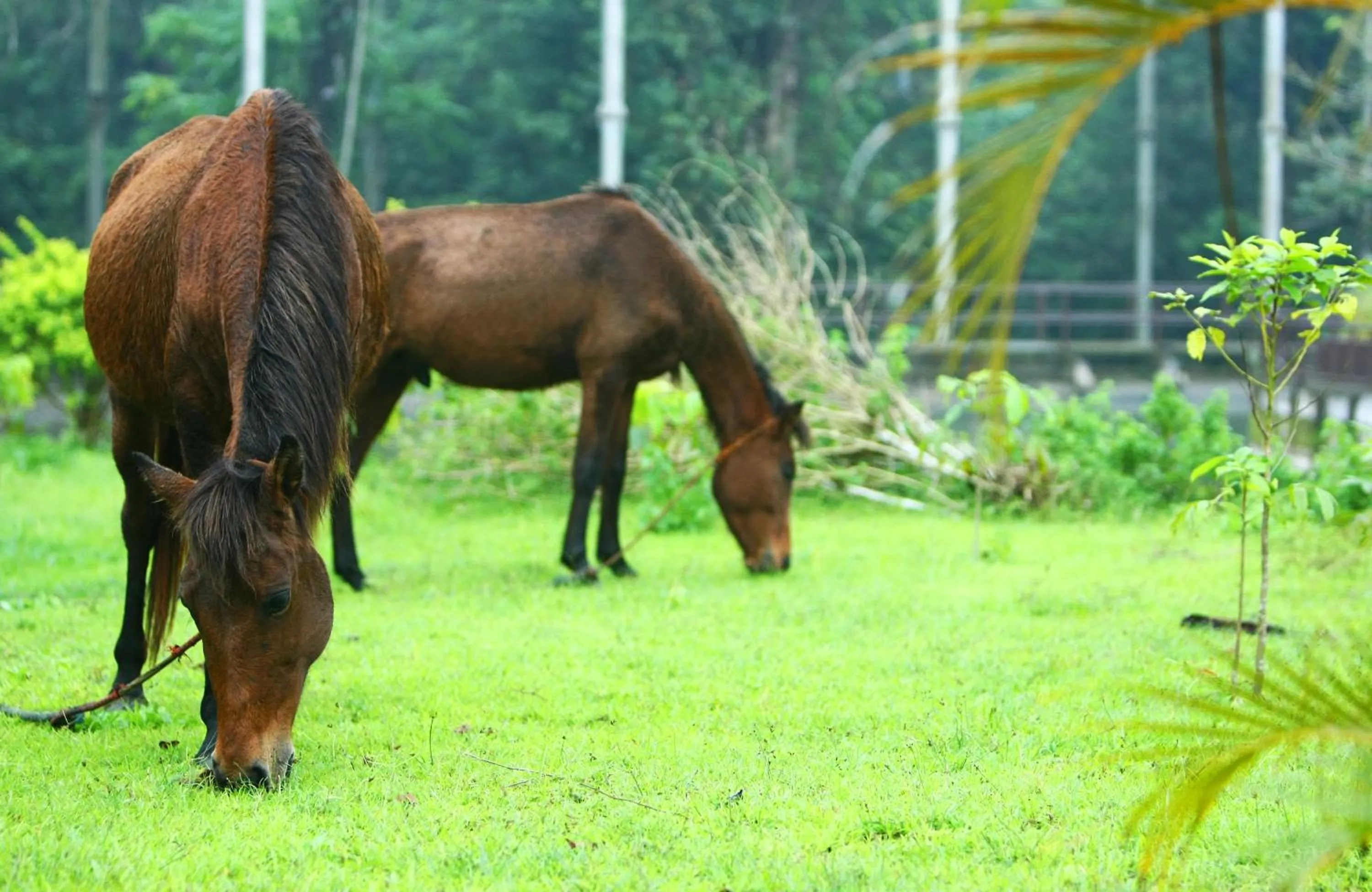 Horse-riding in Forest Crest Nature Hotel and Resort Powered by ASTON