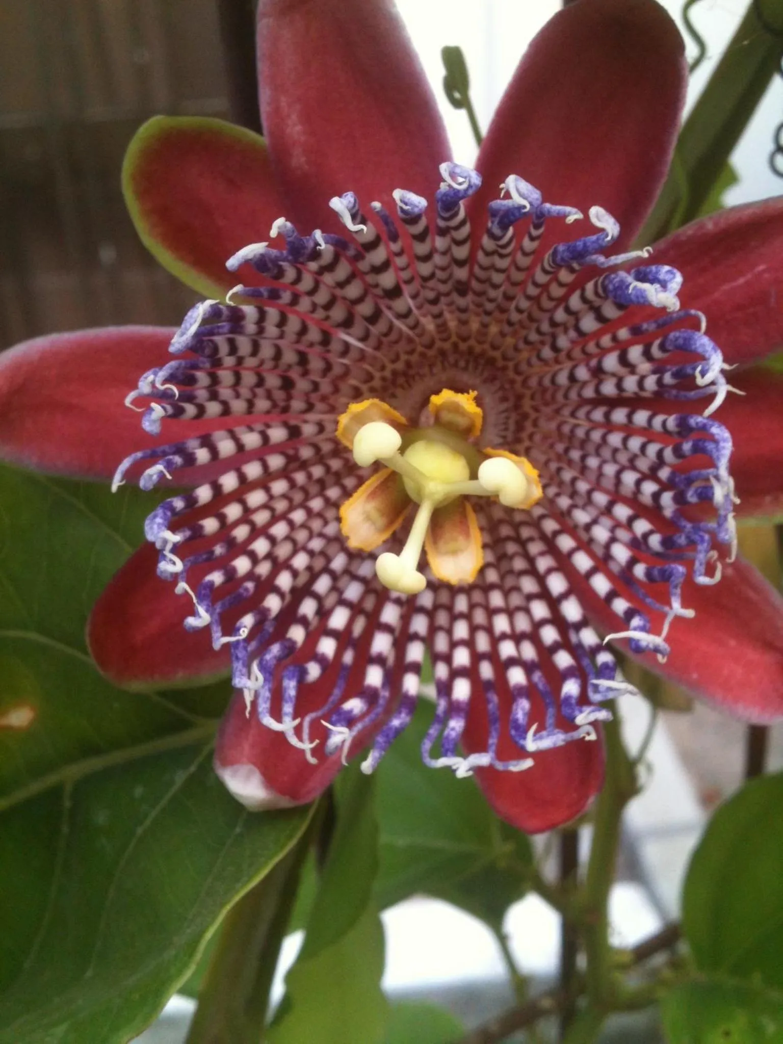 Garden in Lion-Suites