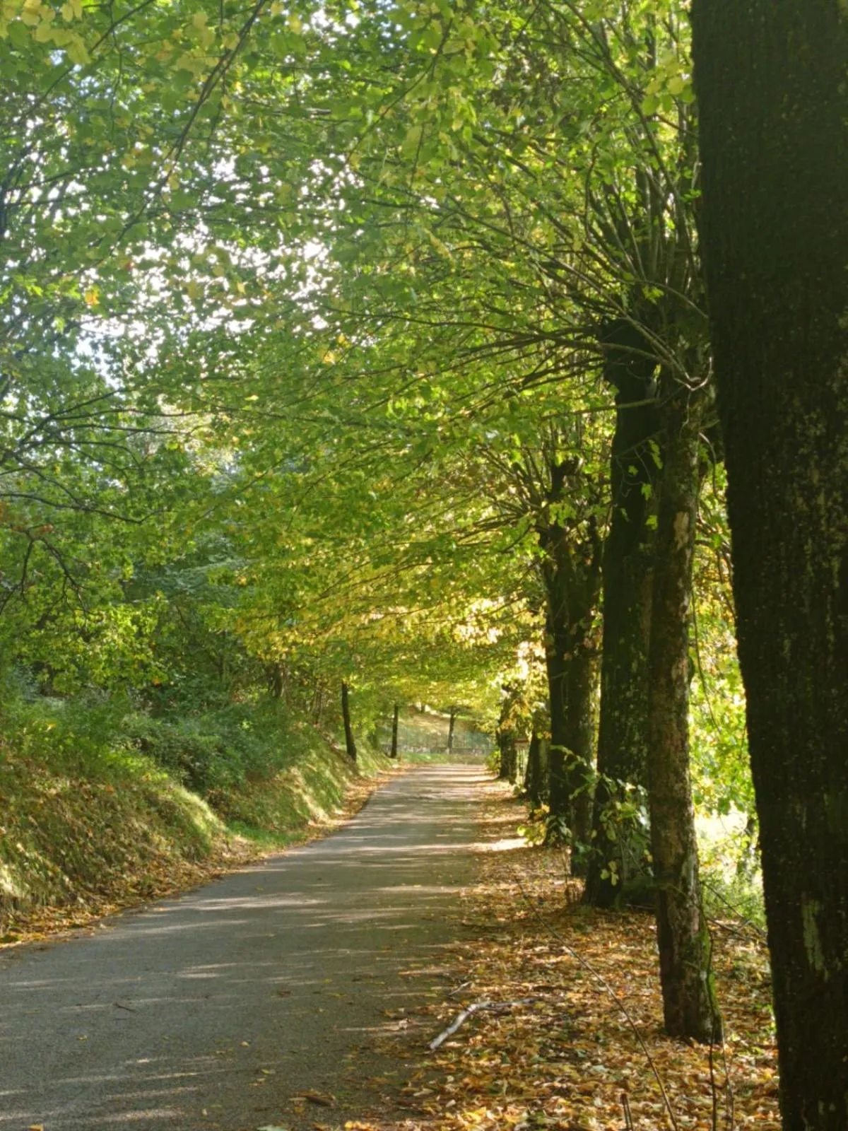 Alla tana del bianconiglio