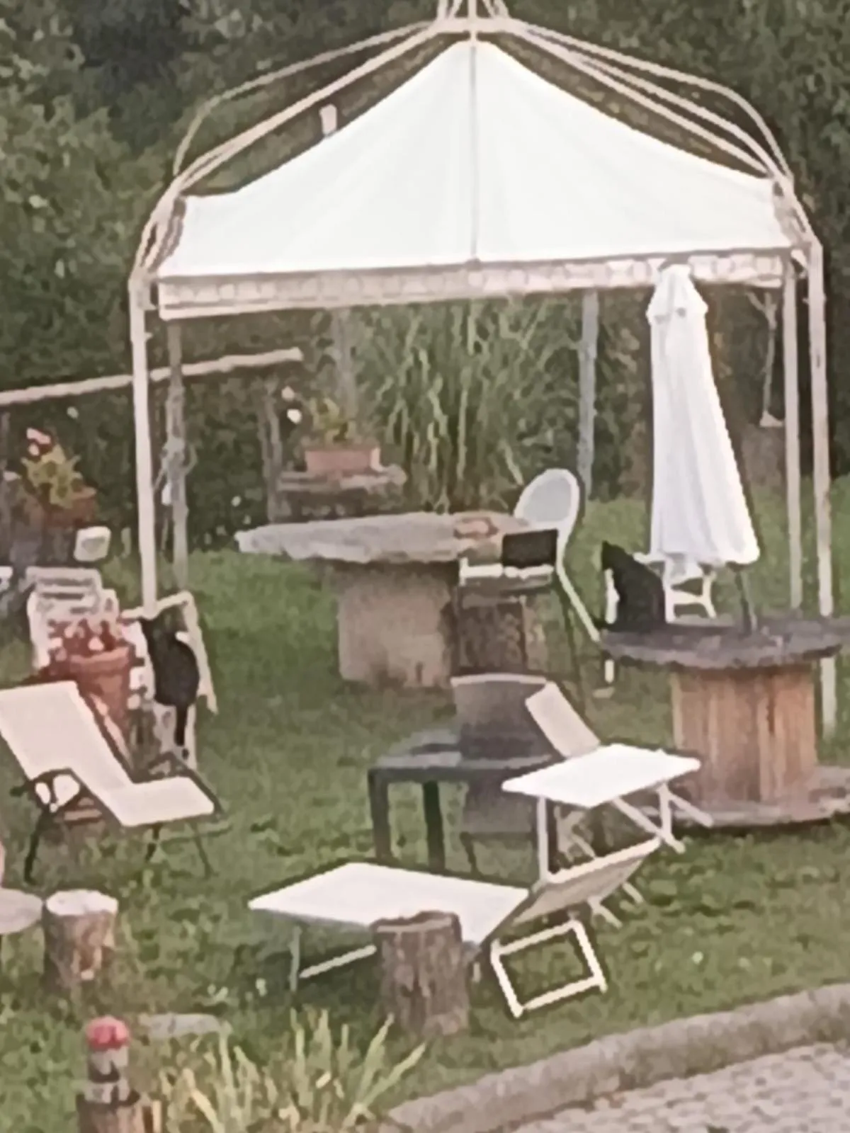 Alla tana del bianconiglio