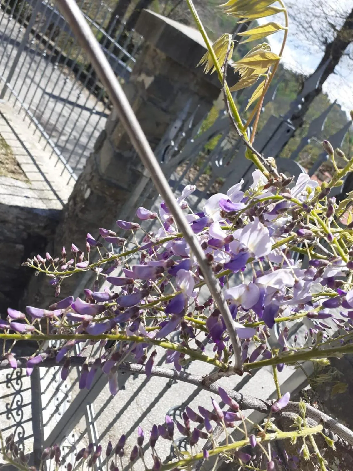 Alla tana del bianconiglio