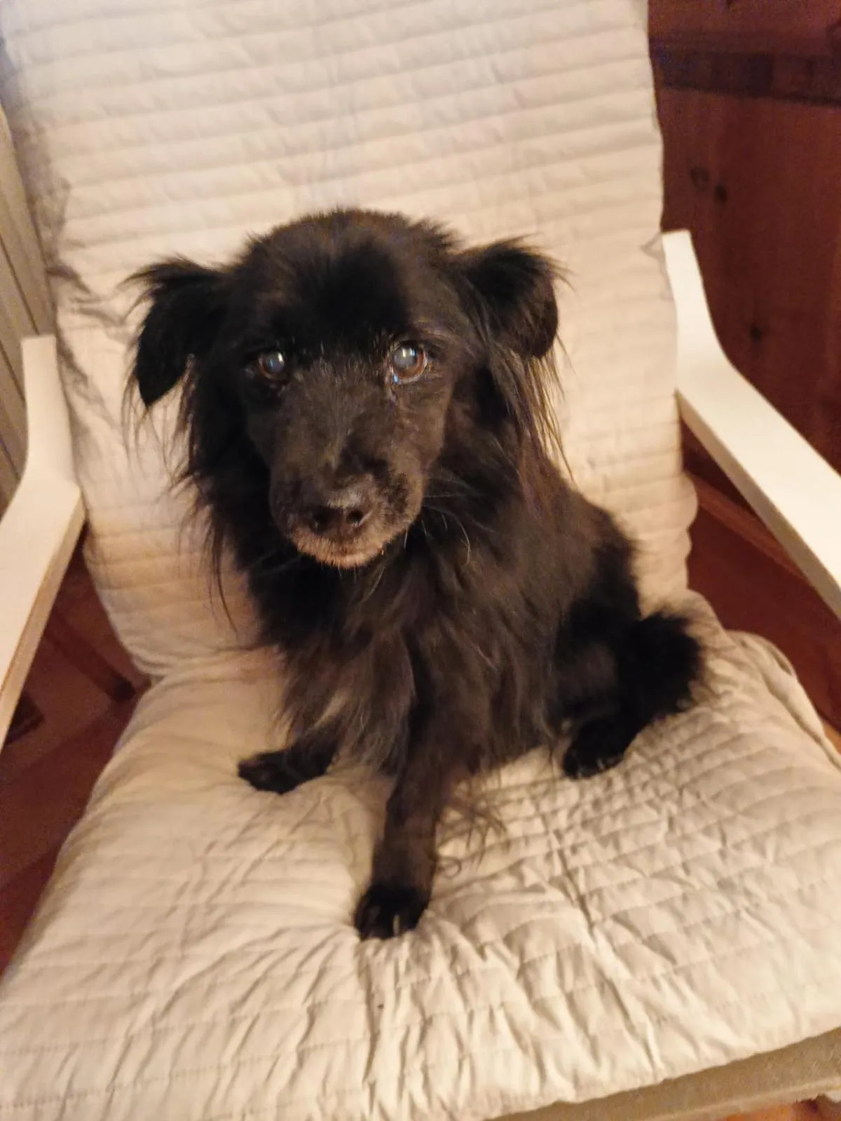 Alla tana del bianconiglio