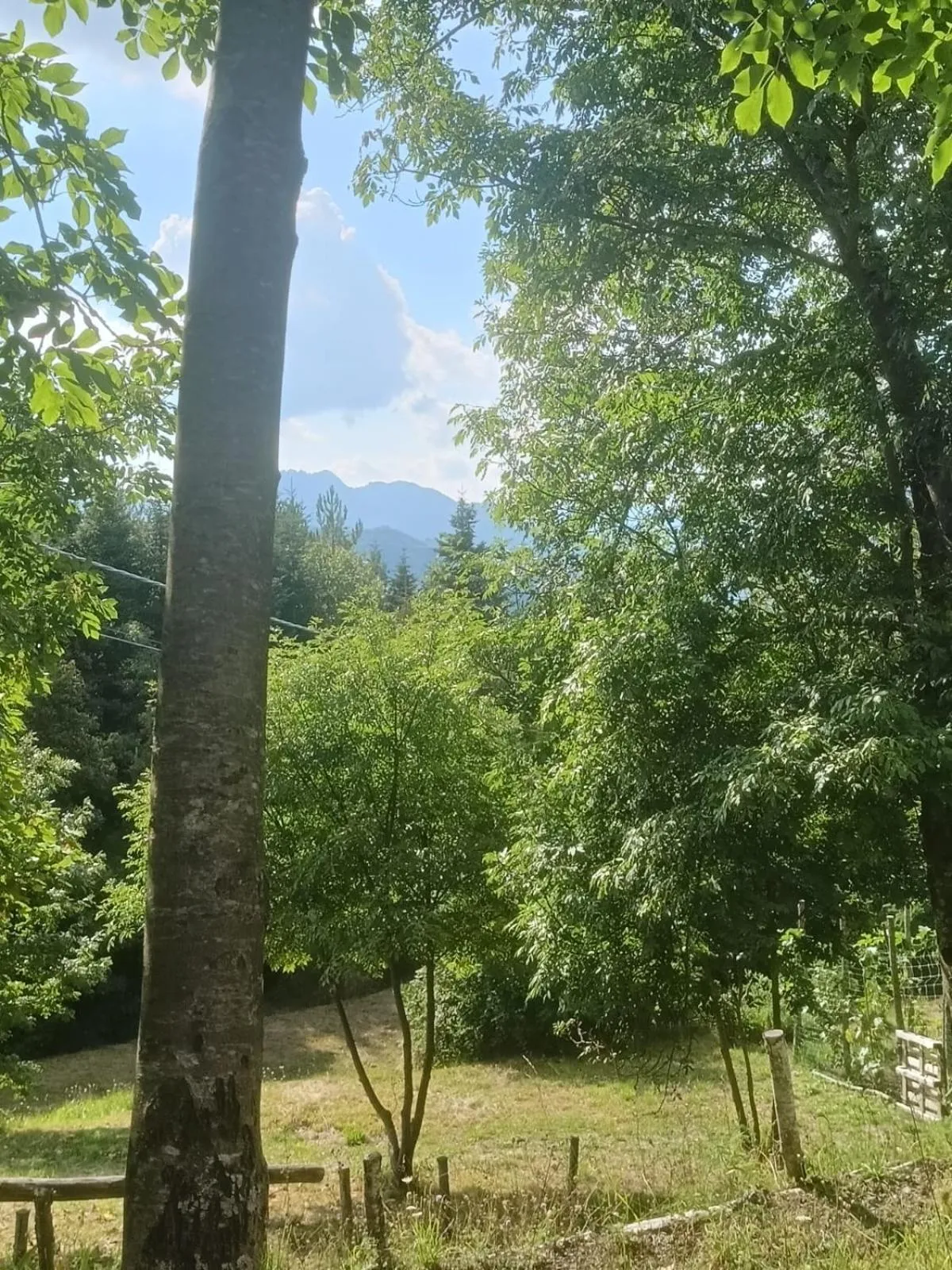 Alla tana del bianconiglio