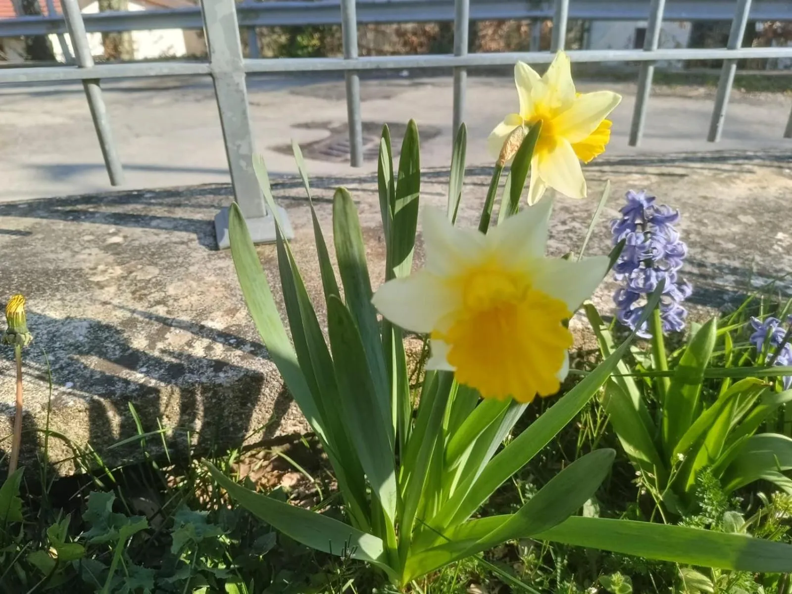 Alla tana del bianconiglio