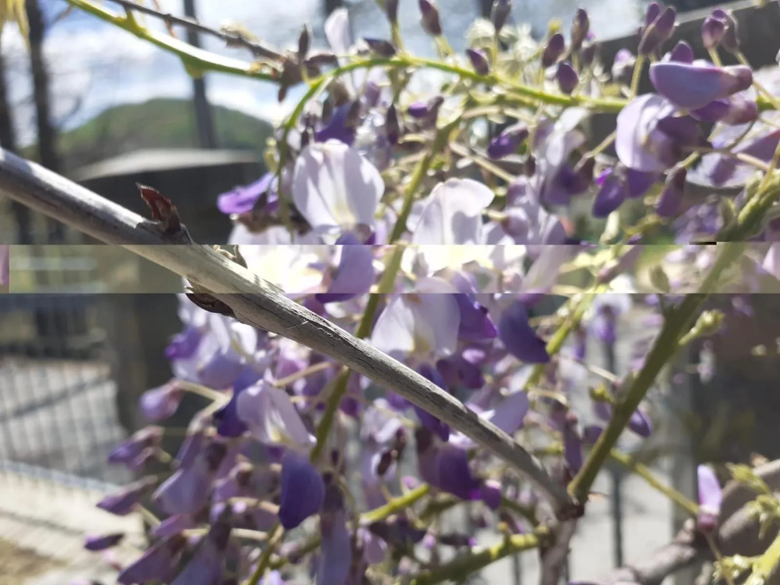 Alla tana del bianconiglio