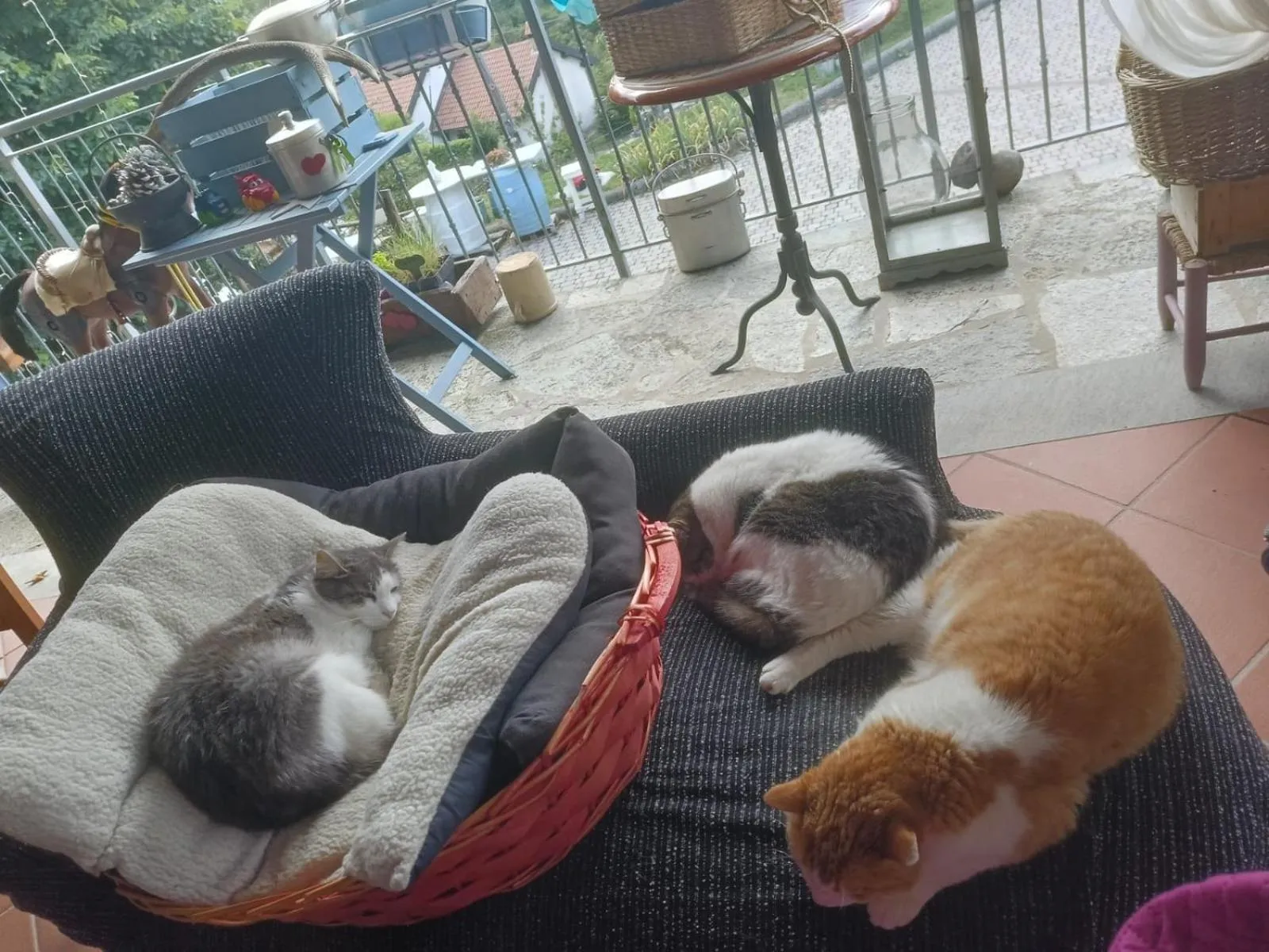 Alla tana del bianconiglio