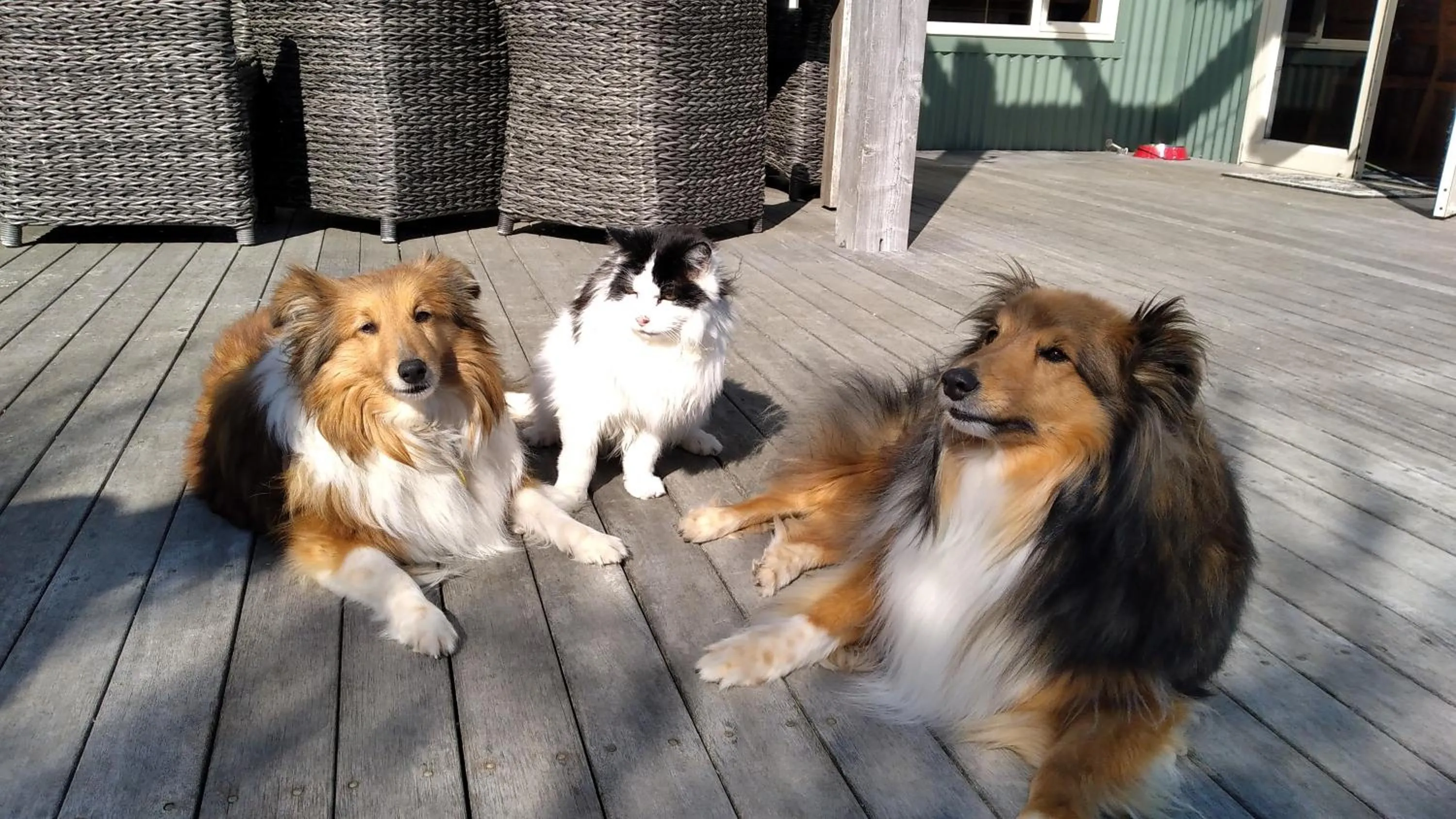 Pets in Moana Haven B&B