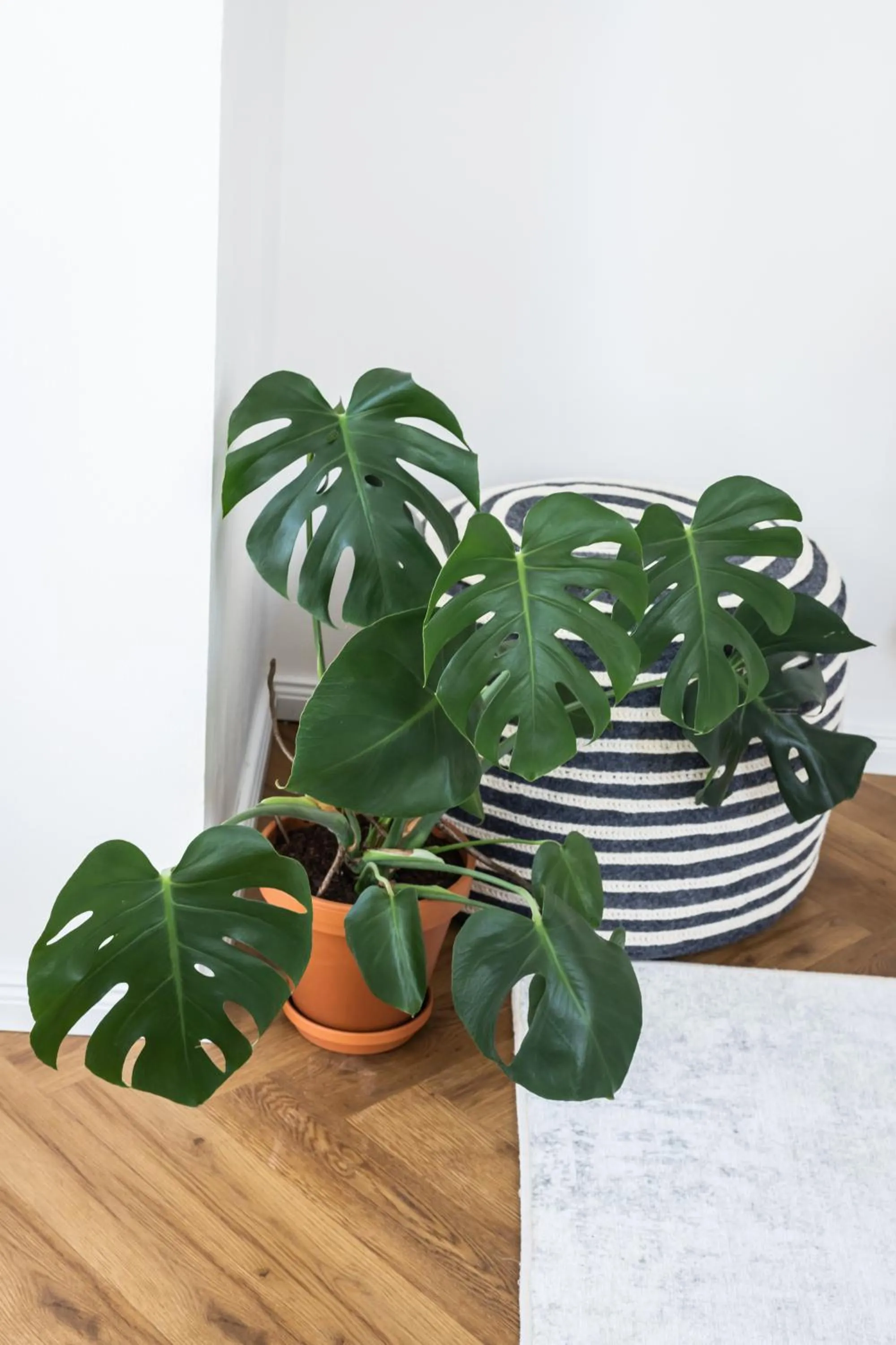 Living room in Design Pension Twenty 20