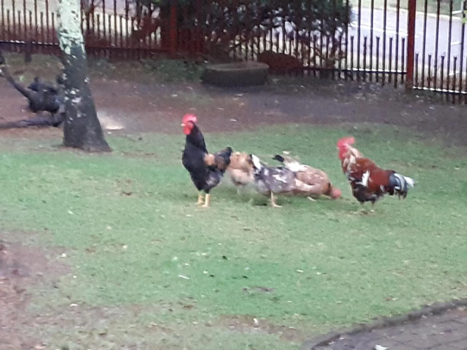 Garden in AANDRUS BNB