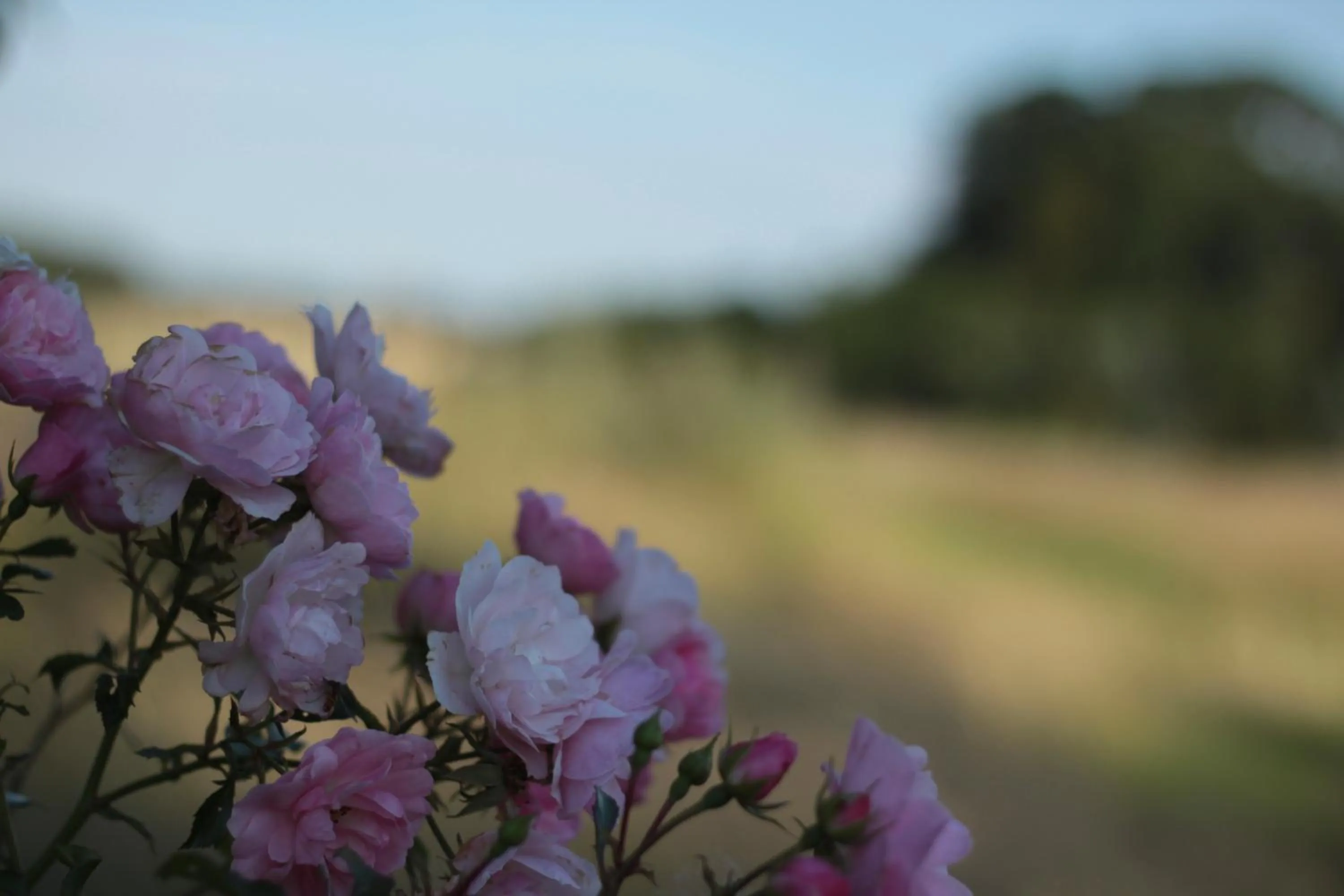 Garden in Quistgaarden Bed & Breakfast