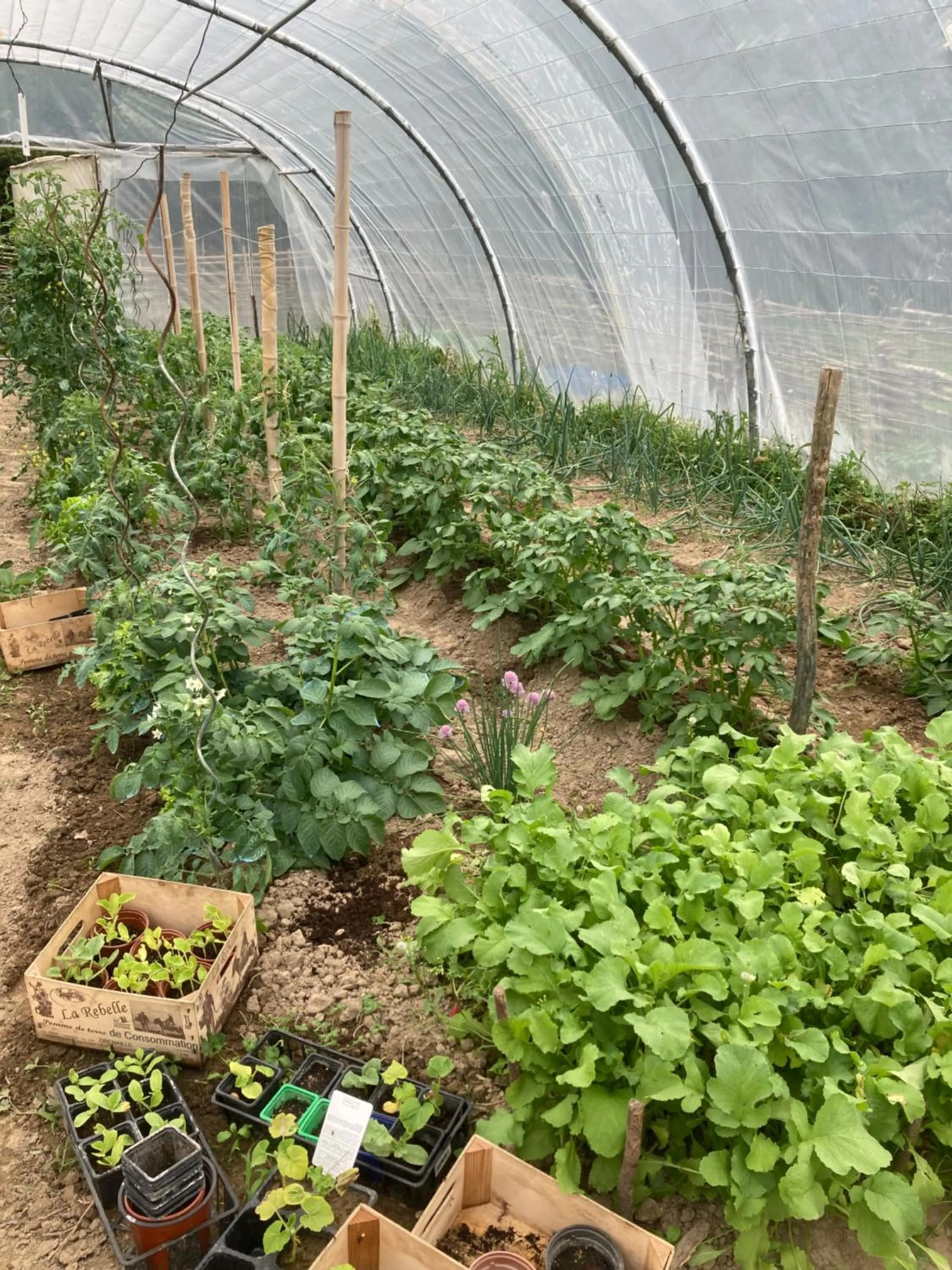 Garden in L'Intemporelle