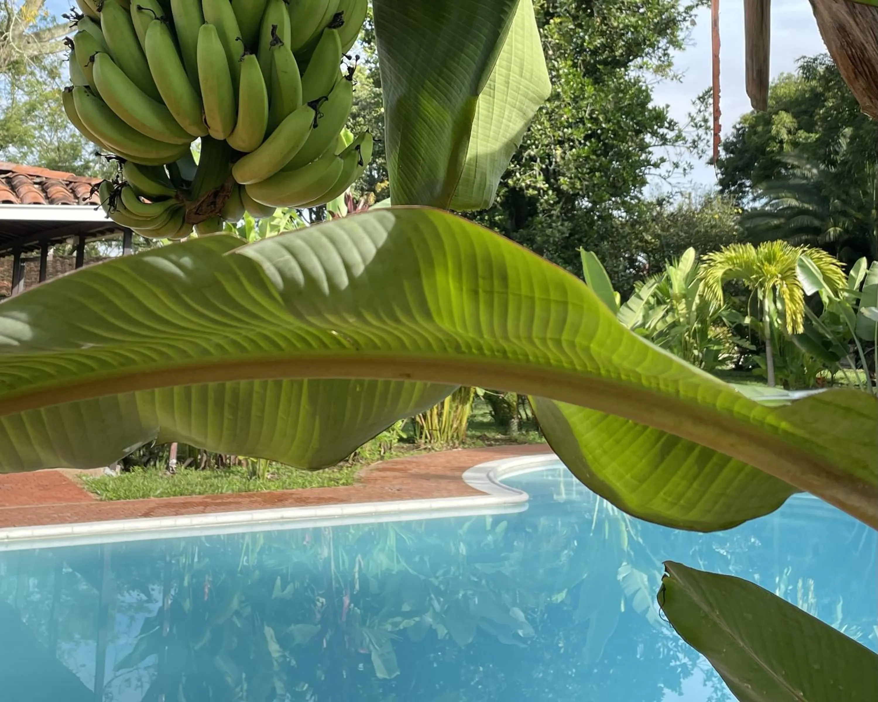 Pool view in MuchoSur Quimbaya