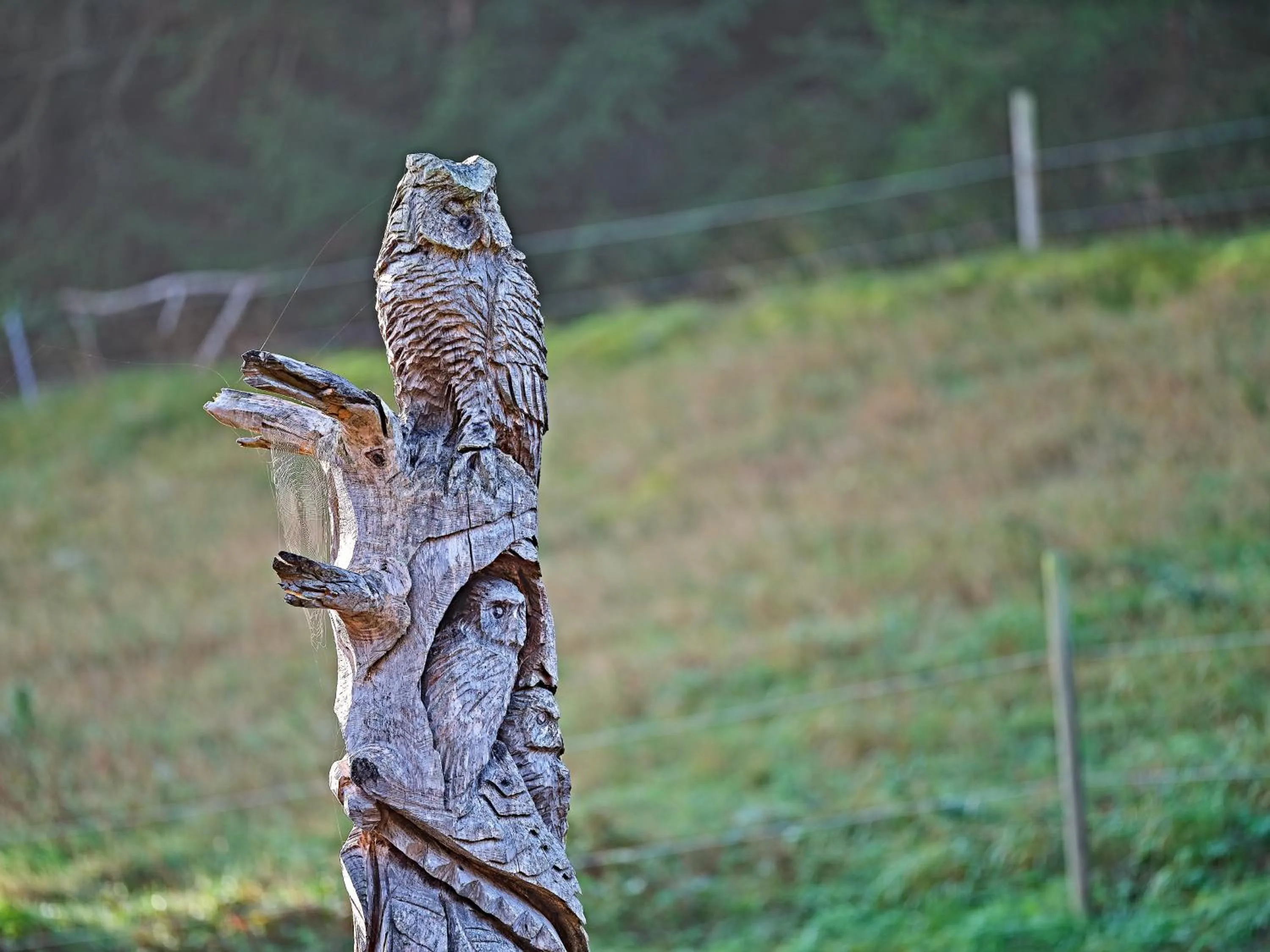 Area and facilities in Hotel Restaurant Waldsägmühle