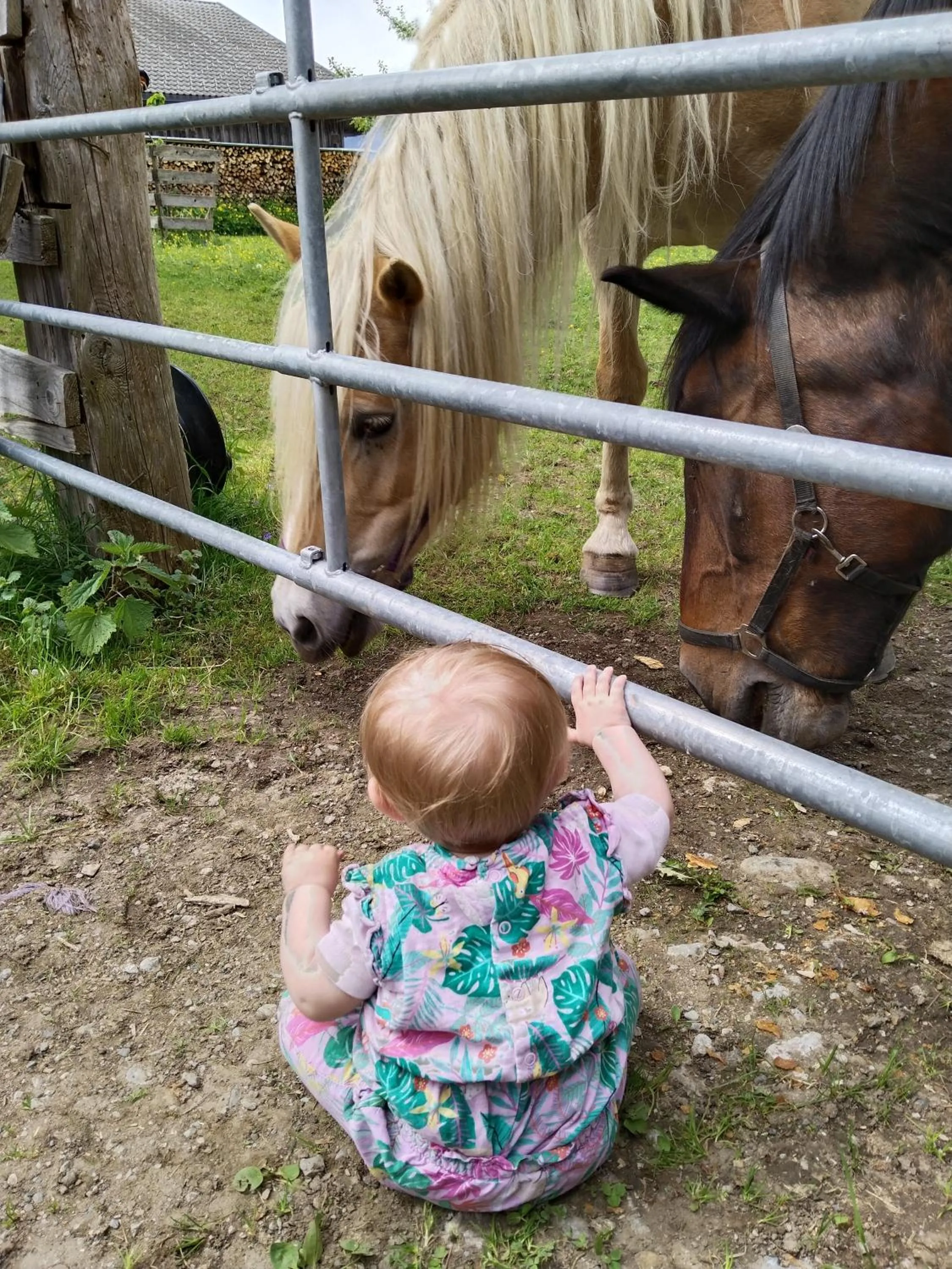 Animals in Maurerhof Itter