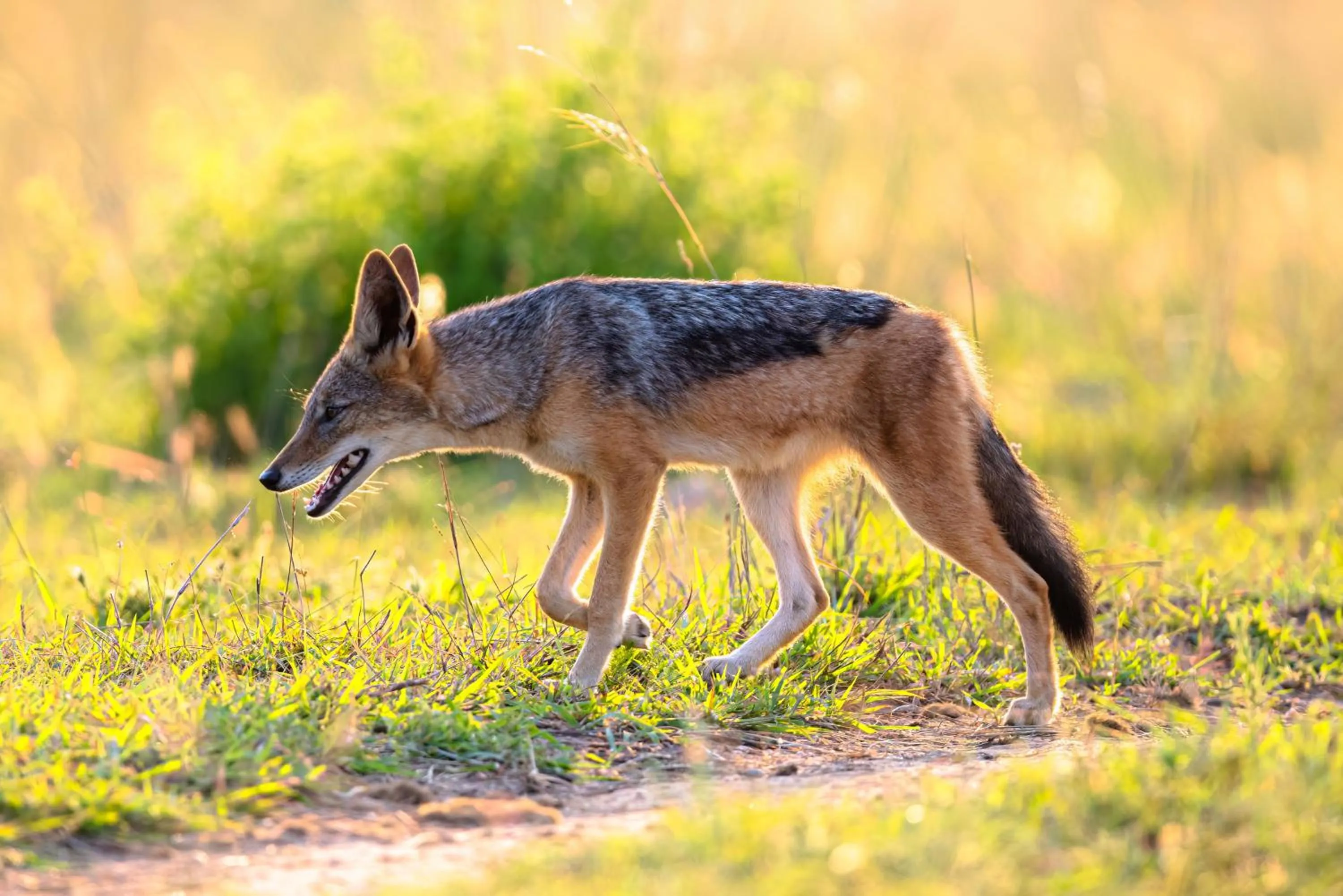Animals in Valley Lodge - Babanango Game Reserve