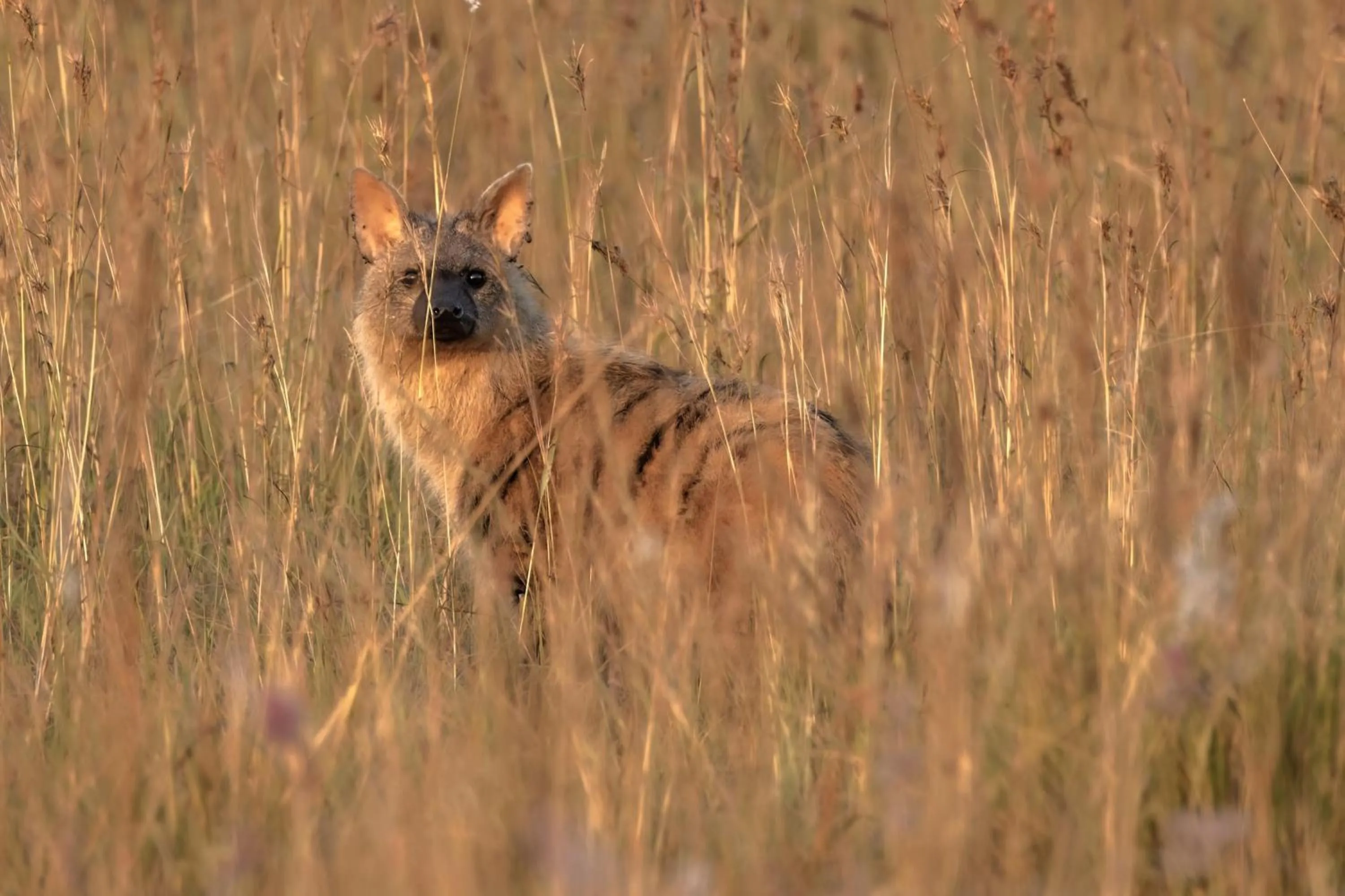 Animals in Valley Lodge - Babanango Game Reserve