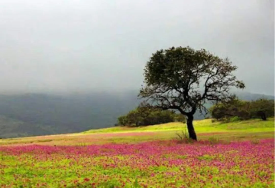Natural landscape in Vamoose Laxmi Hill Resort