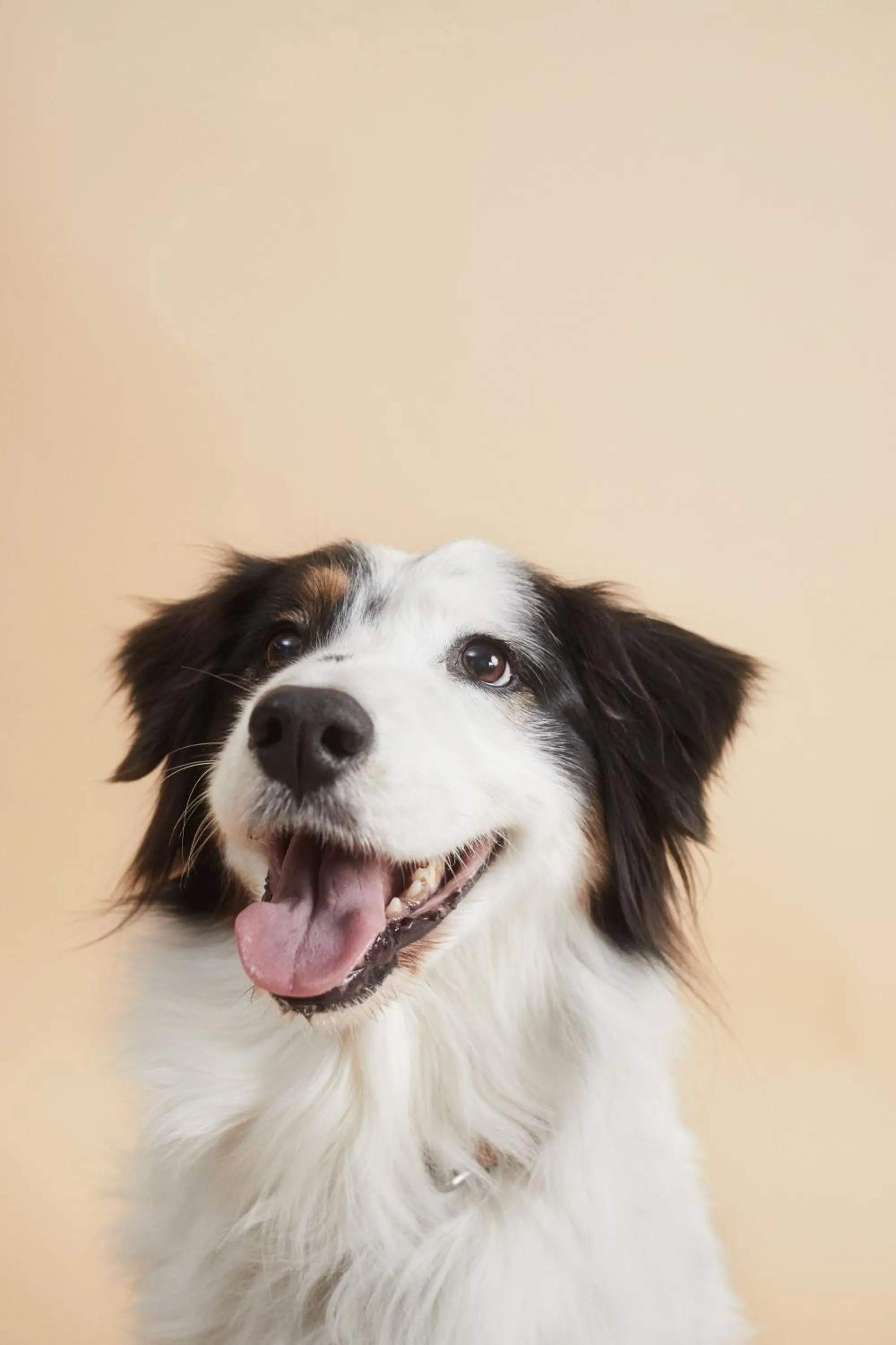 Pets in Hotel Frankfurt Messe Affiliated by Meliá