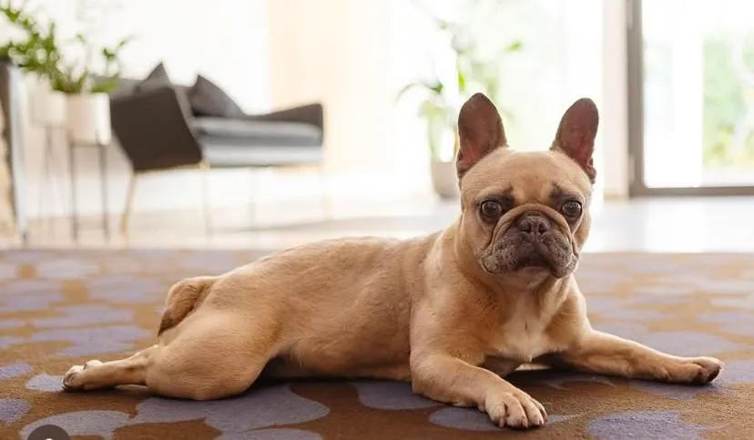 Pets in Hotel An der Wasserburg