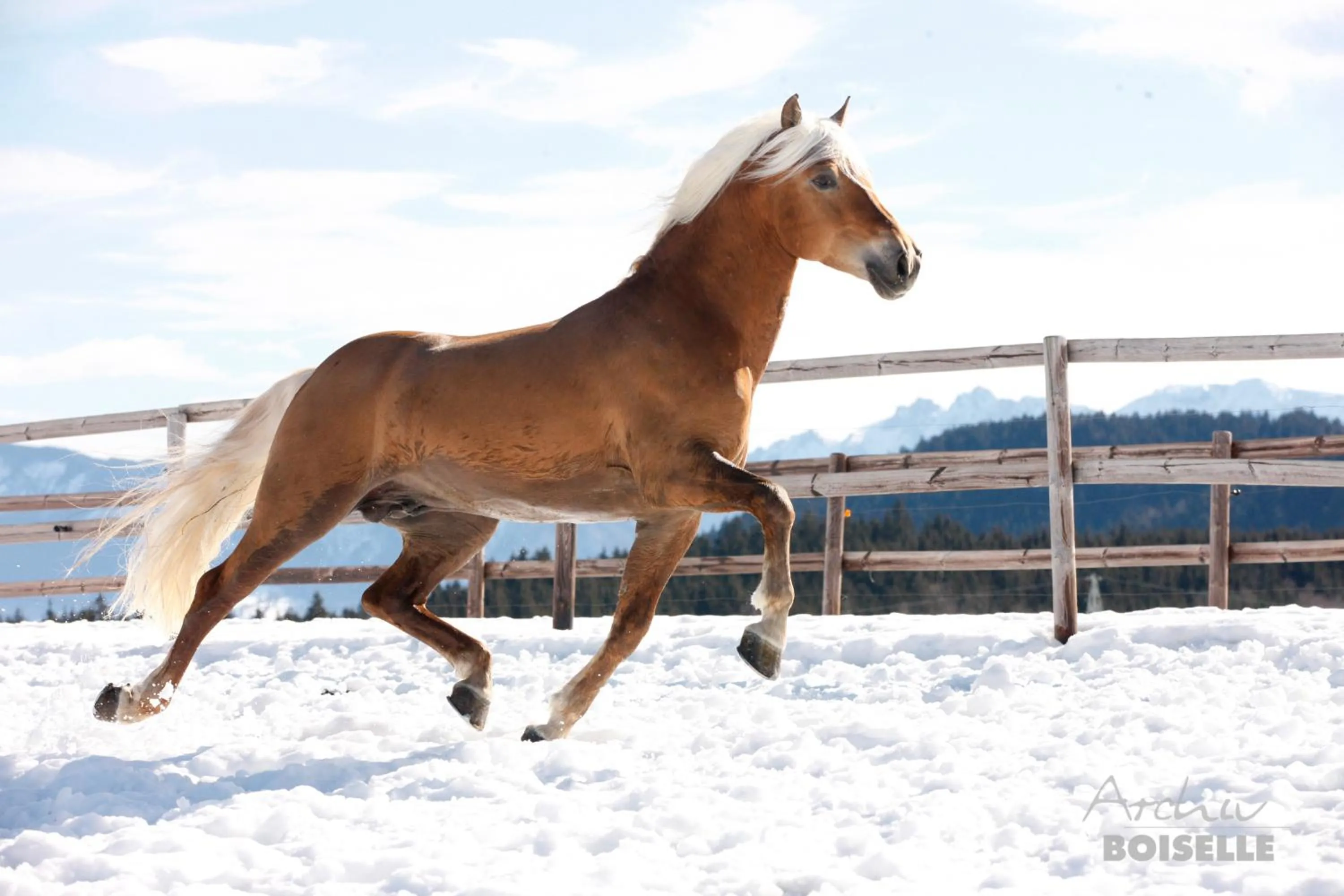 Animals in Haflingerhof