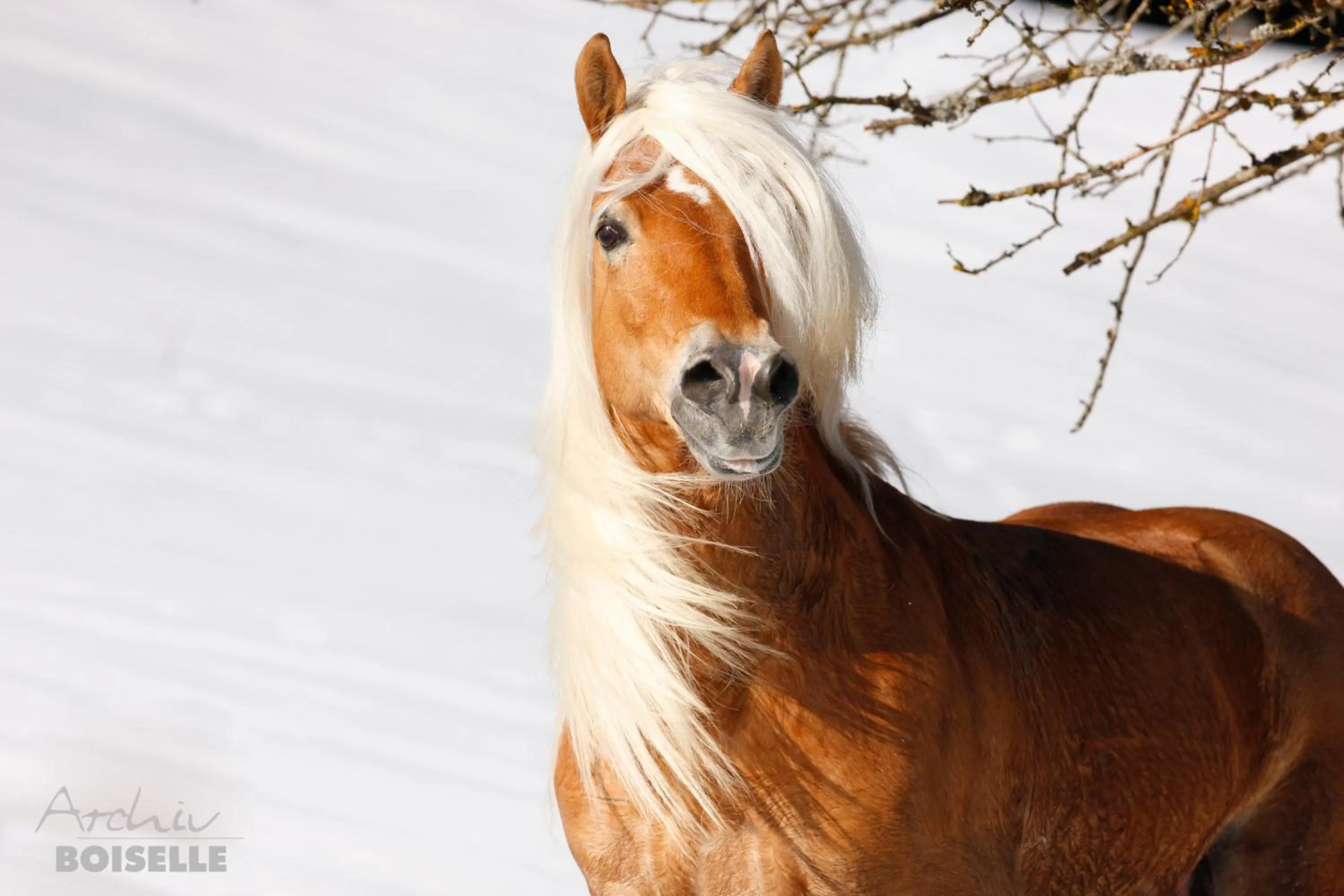 Animals in Haflingerhof