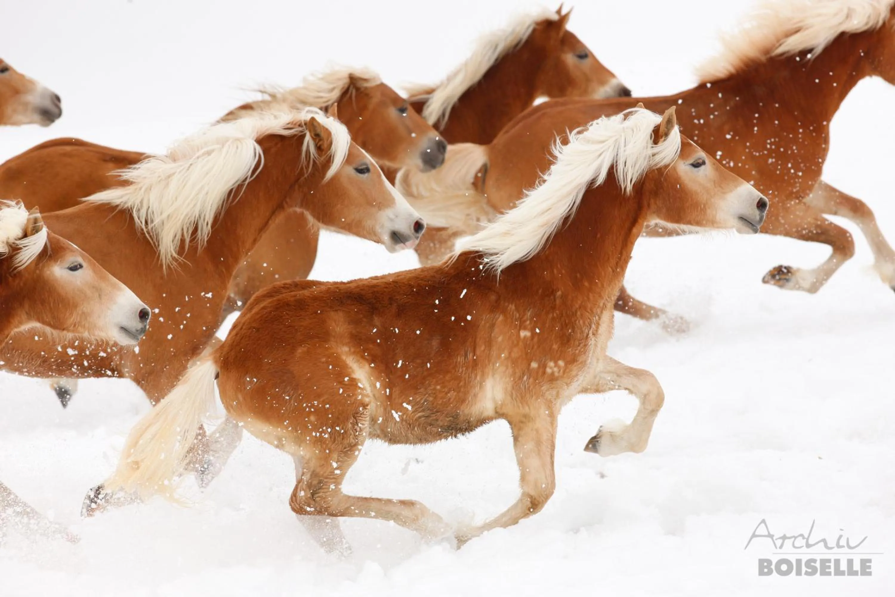 Animals in Haflingerhof