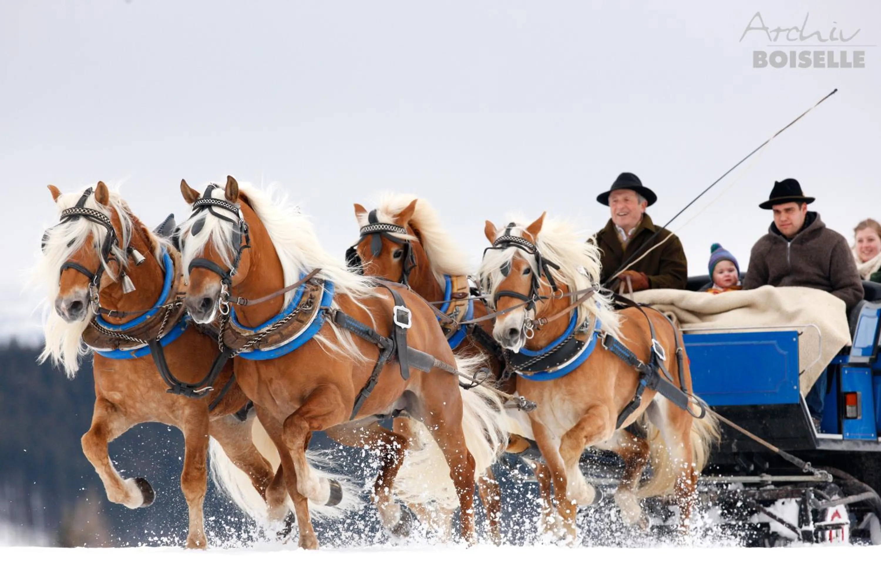 Horse-riding in Haflingerhof