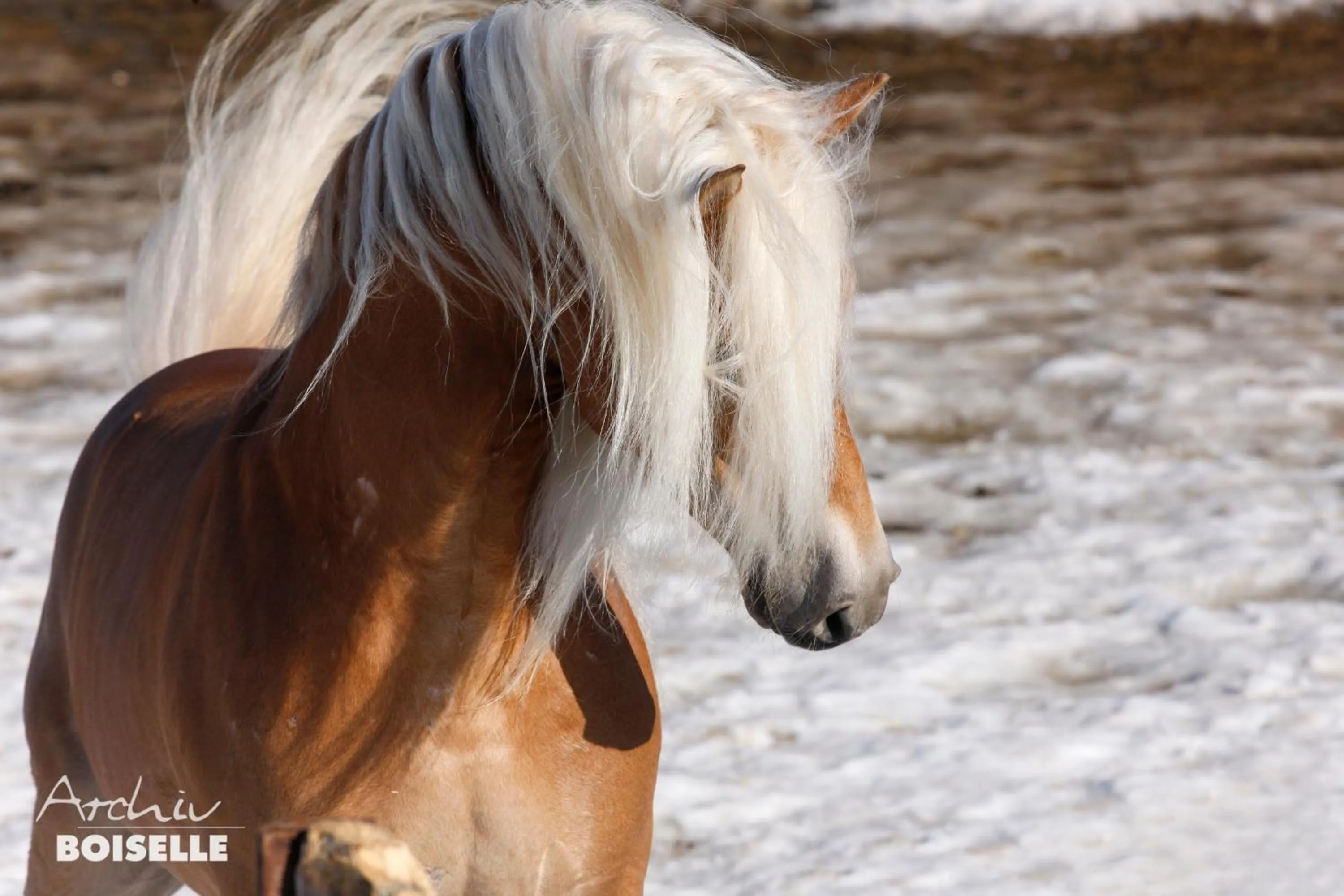 Animals in Haflingerhof