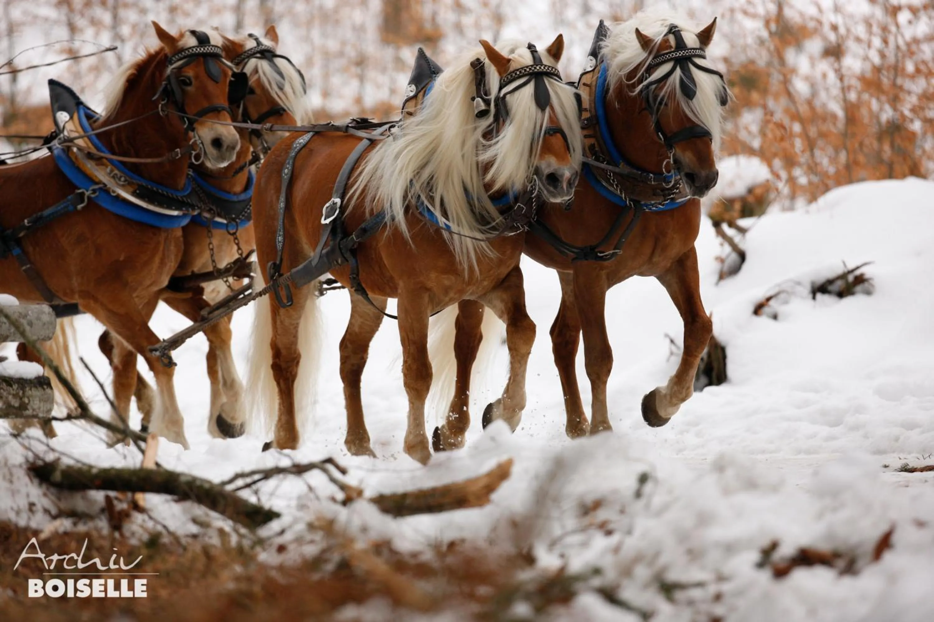 Horse-riding in Haflingerhof