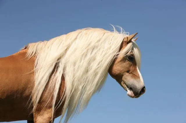 Animals in Haflingerhof