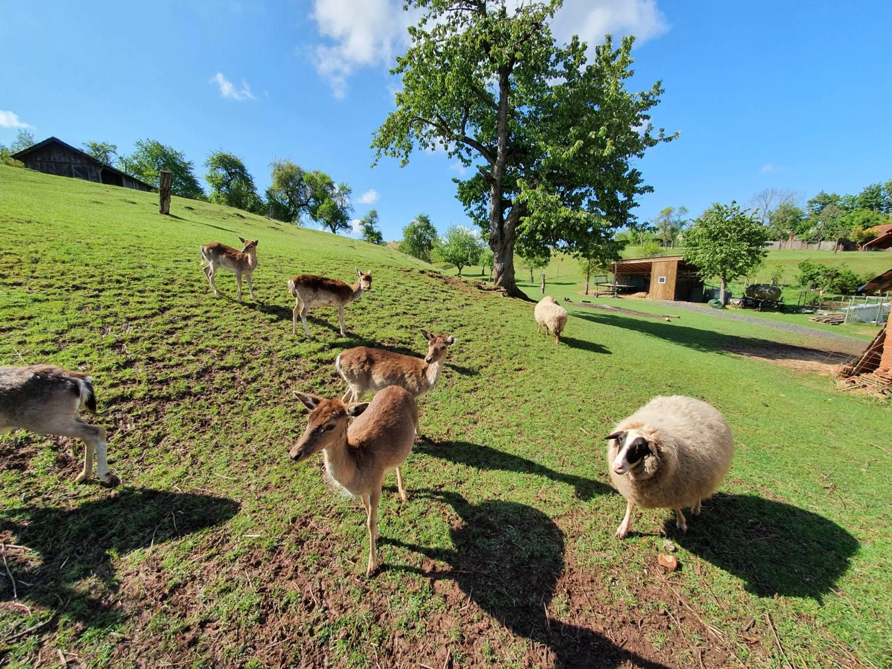 Animals in Budget Hotel Biebertal am Milseburgradweg