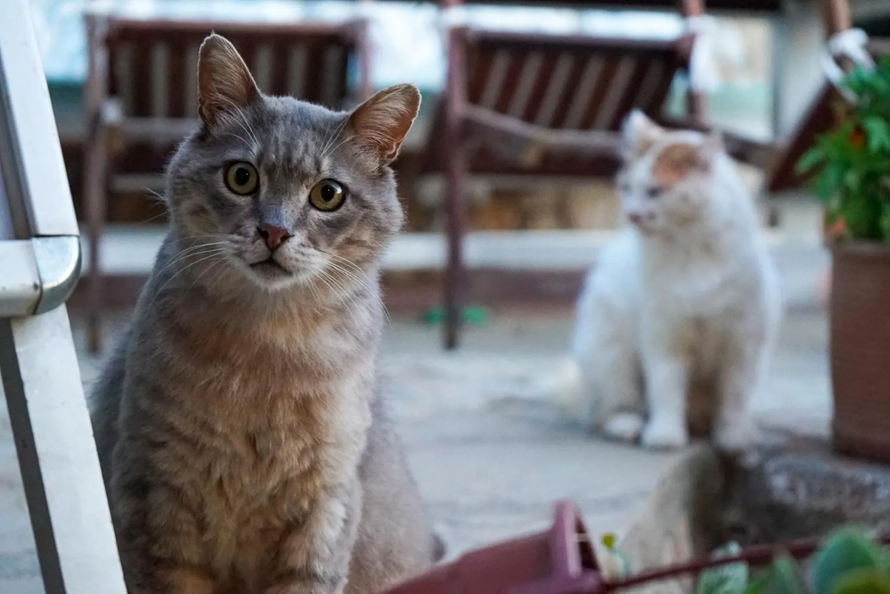 Şato Triopia Butik Otel