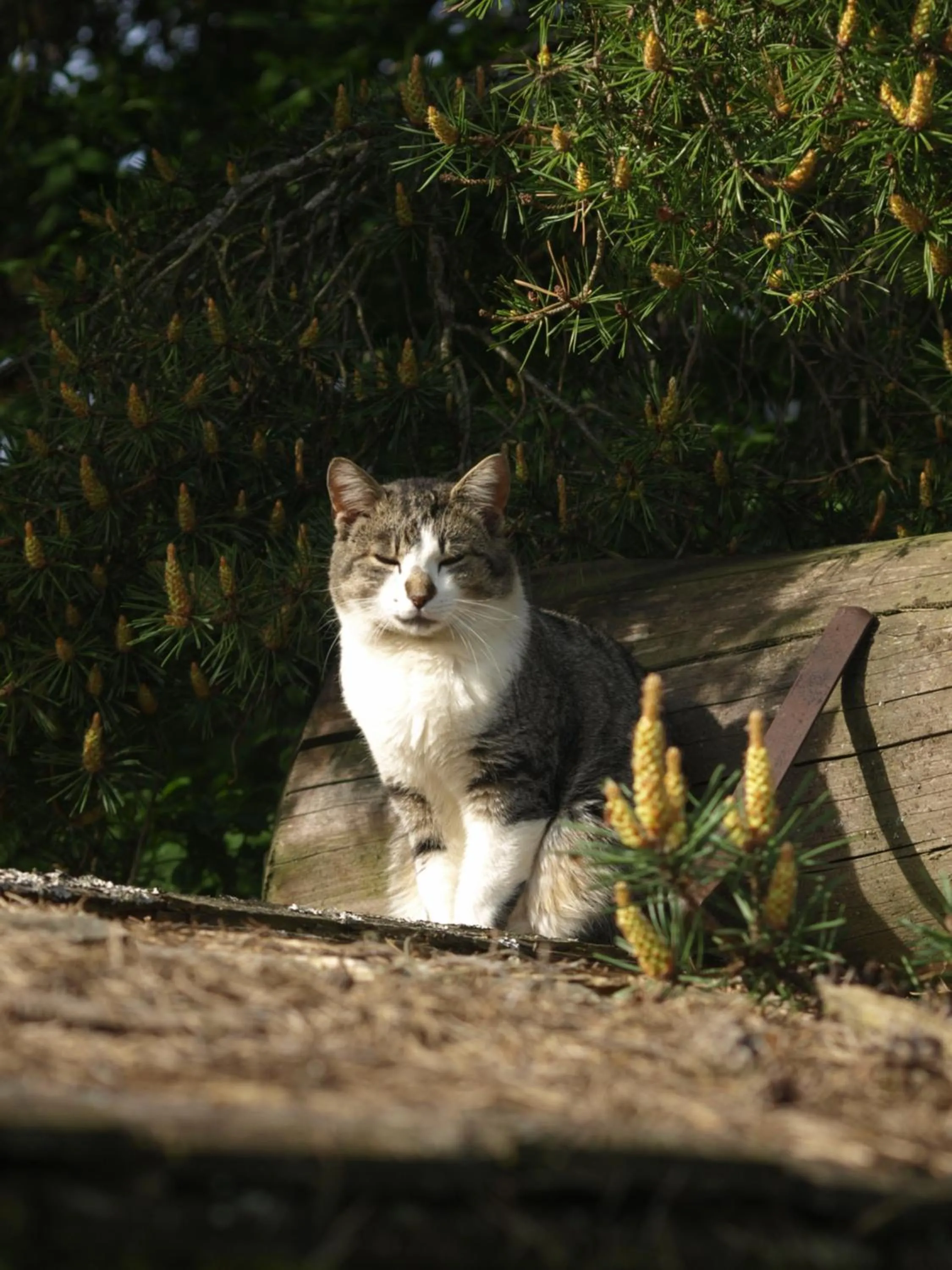 Pets in Pension Stammerhof