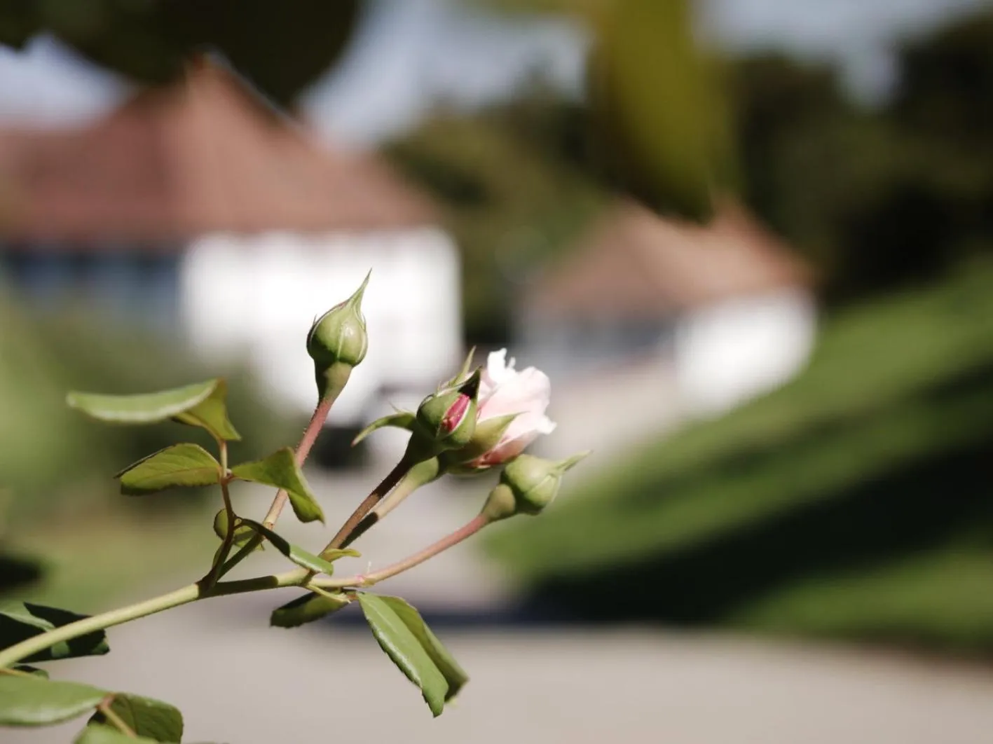Garden in Schloss Freudenfels