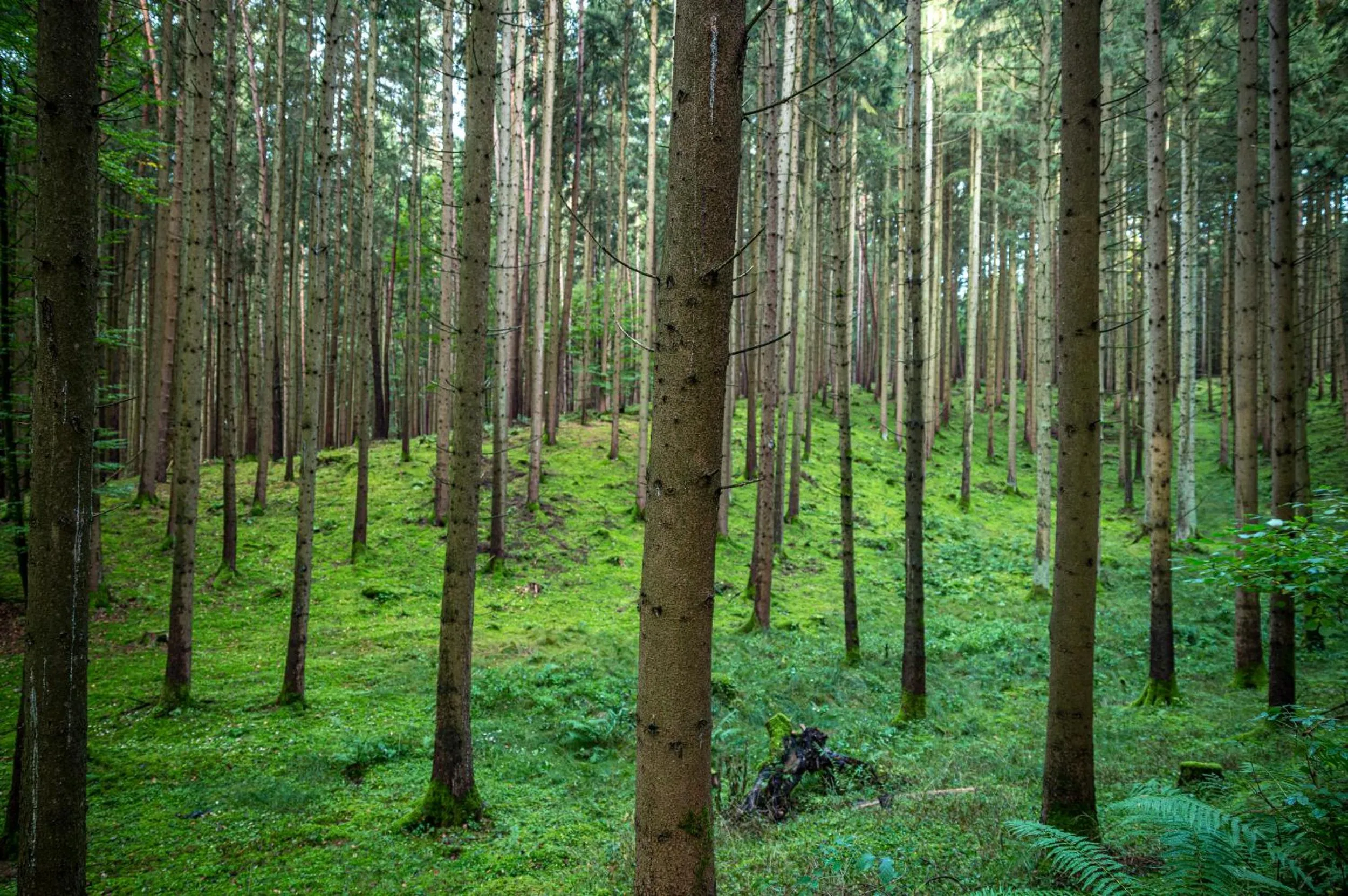 Natural landscape in Naturhotel Wittelsbach