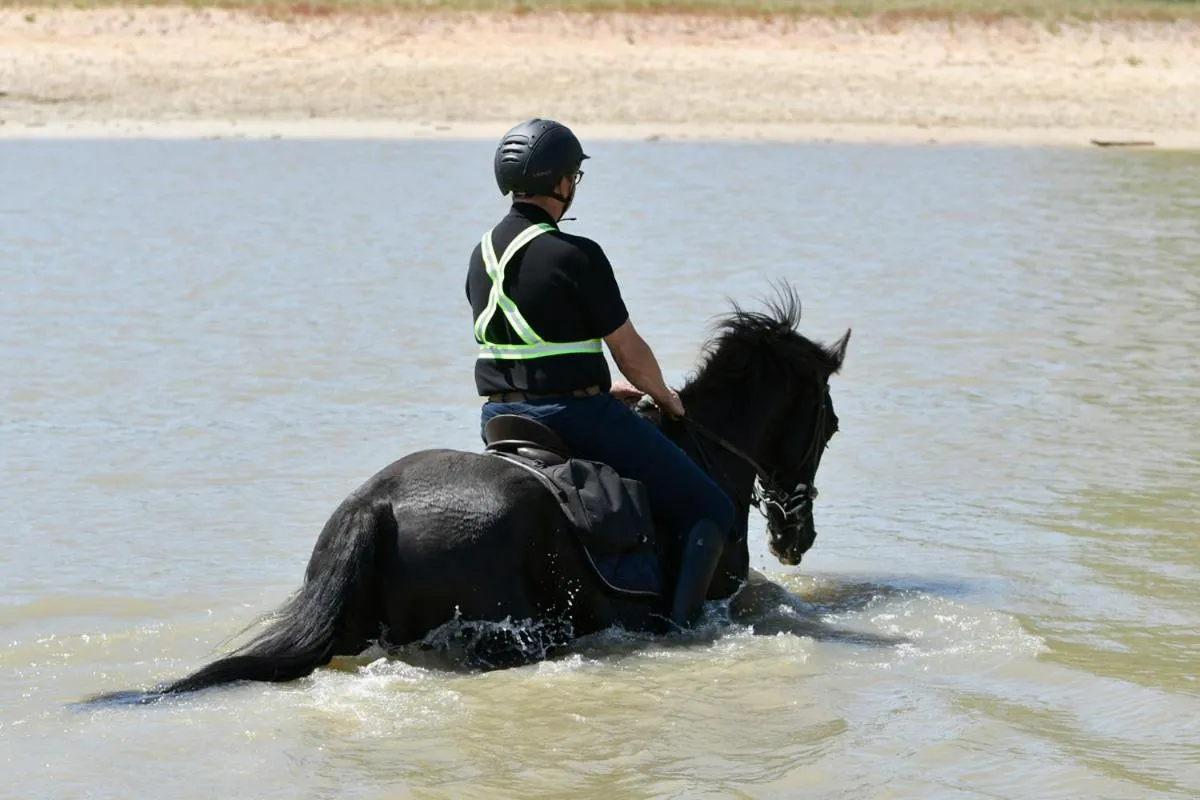 Horse-riding in B&B Hotel De Vrije Vogel