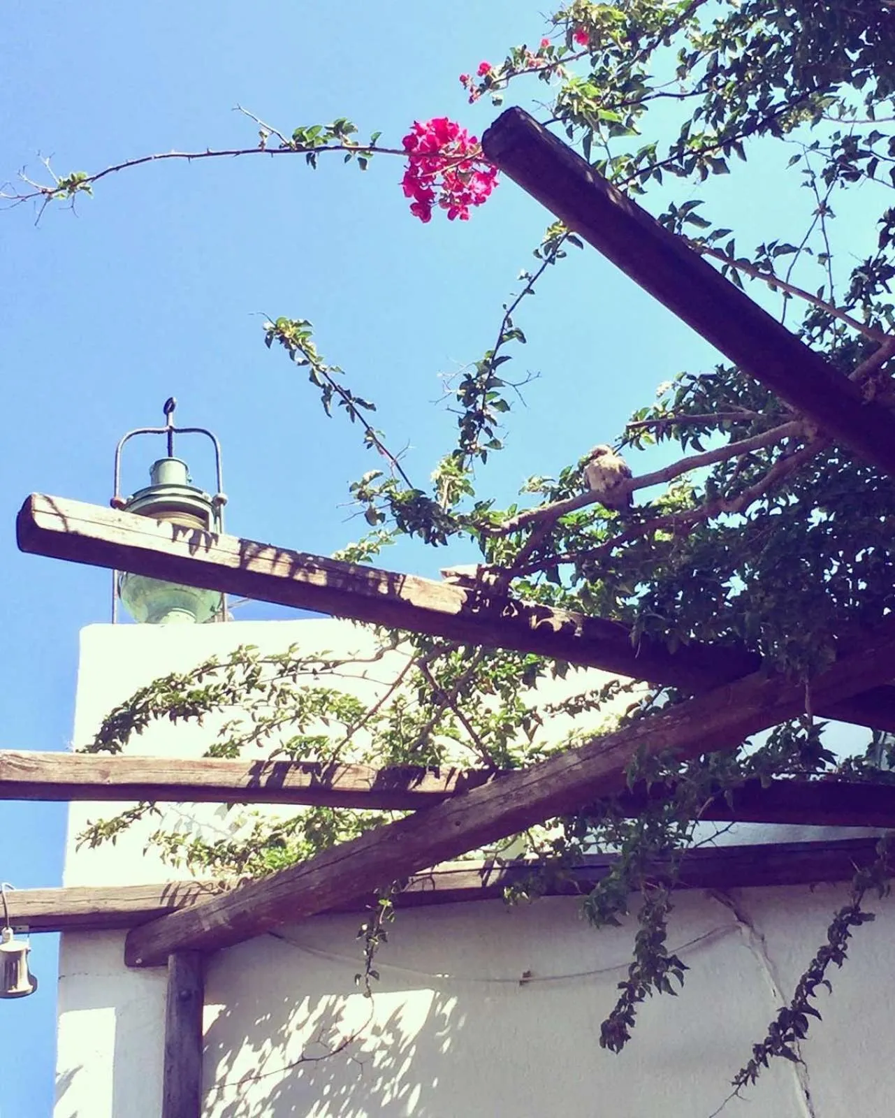 Garden in Rania Apartments Sea View