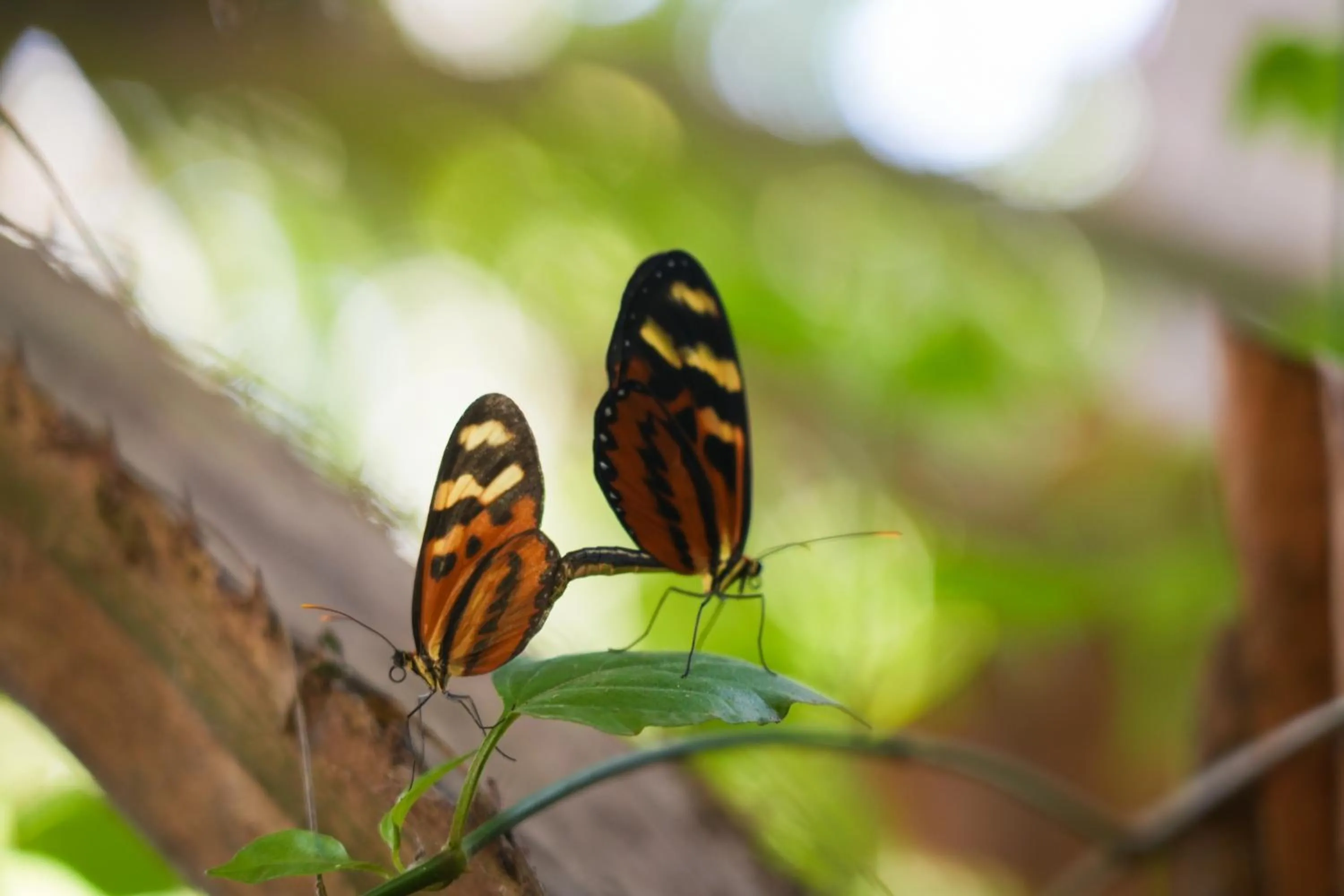 Animals in Kawabonga